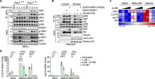 PARP7 inhibits the interaction between IRF3 and transcriptional co-activators CBP/p300. (A) Co-immunoprecipitation analysis of endogenous IRF3:CBP/p300 interaction. WT and Parp7−/− MEFs were stimulated with DMXAA (10 μg/ml) for the indicated time points, followed by IP with IRF3 antibody and blotted with the indicated antibodies. (B) Co-immunoprecipitation analysis of IRF3:CBP/p300 interaction. HEK293T cells were transfected with HA-IRF3-5D and EGFP-PARP7 or EGFP-PARP7-H532A, followed by IP with HA antibody and blotted with indicated antibodies. (C) A heat map showing the expression of various ISGs following treatment with increasing doses of A-485 (0, 1, 5, and 10 μM, 24 h), DMXAA (10 μg/ml, 4 h), or RBN-2397 (1 μM, 24 h). (D) Representative bar graphs of individual ISGs from D. Data are shown as mean ± SD. P values were determined by two-way ANOVA (E). *P < 0.05, **P < 0.01, ***P < 0.001, ****P < 0.0001, and ns, not significant. Data are representative of three independent experiments. Source data are available for this figure: SourceData F7. Refer to the image caption for details.