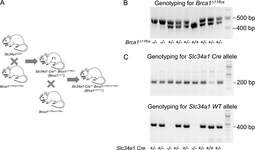 Figure S1. Refer to the image caption for details.