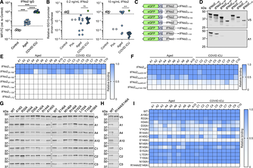 Identification of IFNα R2 residues targeted by anti-IFNα autoAbs. (A) Anti-IFNα IgG levels in plasma samples from Aged (n = 10) and COVID ICU (n = 11) cohorts. Data are expressed as MFI FC values compared with the values of six negative control plasma samples. The dashed line represents the threshold to determine positivity, set as the mean plus 5 standard deviations of the control group. (B) Abilities of plasma samples to functionally neutralize IFNα2 at 0.2 or 10 ng/ml. Dashed lines represent neutralization thresholds that were set as the mean minus five standard deviations of the control group. Data are normalized to the luciferase signal from the control group. Pos indicates data from an anti-IFNα mAb–positive control. The green circle (A and B) indicates plasma C11 with non-neutralizing anti-IFNα IgG. (C) Schematic overview of eGFP/V5-tagged IFNα2 deletion constructs used for initial screening. (D) Western blot reactivity of anti-IFNα IgGs from donor plasma A1 to the IFNα2 deletion constructs shown in C, with anti-V5 IgG used as a loading control. (E and F) Western blot quantification of relative anti-IFNα IgG-binding levels from 20 neutralizing plasma samples to the IFNα2 deletion constructs (E) or to the indicated IFNα2 mutant constructs with amino acid stretches substituted for alanines (F). All original blot data are shown in Fig. S1 and Fig. S2. (G and H) Western blot reactivity of anti-IFNα IgGs from six plasmas to IFNα2 constructs harboring the indicated single amino acid substitutions (G) or IFNα2R144A/E146A (H), with anti-V5 IgG used as a loading control. (I) Quantification of the data in G and H, along with additional plasmas shown in Fig. S3. For all panels, results shown are representative of at least n = 2 independent experiments. Statistical significance between groups was determined by the Mann–Whitney U test (A and B): ns, not significant; **P < 0.01; ***P < 0.001; ****P < 0.0001. See also Fig. S1, Fig. S2, and Fig. S3. FC, fold change. Source data are available for this figure: SourceData F1. Refer to the image caption for details.
