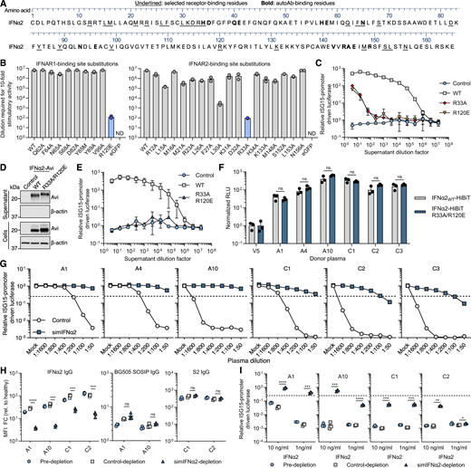 Development of a simIFNα to counteract anti-IFNα autoAbs. (A) IFNα2 amino acid sequence with residues targeted by autoAbs in bold, and residues selected for substitution that are bound by IFNAR1/IFNAR2 underlined. Numbering refers to the mature form of IFNα2. (B) Immunostimulatory activity of the indicated IFNα2 mutants compared with IFNα2WT on AIR cells at 16 h after stimulation. Input IFNα2 amounts were first normalized to 107 HiBiT luciferase units before the stimulatory activity of each mutant was titrated out using fourfold serial dilutions. The dilutions at which each protein induced AIR cell activity 10-fold over baseline were calculated by nonlinear regression curve fitting using GraphPad Prism 10. Data represent mean values from n = 2 replicates. ND: not detectable. Blue bars indicate mutants studied further. (C) Immunostimulatory activity of IFNα2R33A and IFNα2R120E mutants using HEK293T cell supernatants at the indicated dilutions. Data are normalized to the luciferase signal from unstimulated cells. Data represent mean values from n = 3 replicates. (D) Western blot analysis of Avi-tagged IFNα2R33A/R120E protein, as compared to IFNα2WT, in cell and supernatant fractions from transfected HEK293T cells. β-Actin was used as a loading/specificity control. (E) Immunostimulatory activity of IFNα2R33A/R120E, as compared to IFNα2WT, on AIR cells at the indicated dilution and at 16 h after stimulation. Data are normalized to the luciferase signal obtained from the unstimulated control. Data represent mean values from n = 3 replicates. (F) Comparison of anti-IFNα IgG autoAb reactivity with IFNα2WT and IFNα2R33A/R120E proteins using the HiBiT-based qIP assay for six plasmas. Data represent mean values from n = 3 replicates. (G) Neutralization of 1 ng/ml IFNα2 activity on AIR cells by six plasmas, and inhibition of neutralization by preincubation of plasmas with simIFNα. Data are normalized to the luciferase signals from the mock plasma–treated conditions. (H) Relative levels of anti-IFNα IgG autoAbs and virus-specific IgG antibodies (HIV: BG505 SOSIP; COVID: S2) before (pre-) and after plasma depletion using control microparticle beads, or microparticle beads coupled to simIFNα. Data are expressed as MFI FC values made relative to the values derived from six negative control (healthy donor) plasma samples without anti-IFN-I or anti-virus IgG. (I) IFNα2 neutralization activities of the indicated anti-IFNα IgG autoAb–positive plasma samples before and after depletion as described in H. Data are normalized to the luciferase signal from a healthy control plasma–treated condition. Dashed lines in G and I indicate neutralization thresholds, set at 25% activity relative to the IFN-only condition (G) or healthy donor control (I). For all data panels, results shown are representative of at least n = 2 similar experiments. Statistical significance between groups was determined using unpaired t tests (F, H, and I): ns, not significant; *P < 0.05; **P < 0.01; ***P < 0.001; ****P < 0.0001. See also Fig. S4. FC, fold change. Source data are available for this figure: SourceData F7. Refer to the image caption for details.