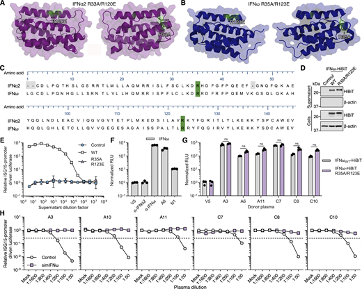 Development of a simIFNω to counteract anti-IFNω autoAbs. (A) Structure of the IFNα2 protein (PDB: 3SE3) with amino acid substitutions R33A and R120E (simIFNα) colored green. (B) Structure of the IFNω protein (PDB: 3SE4) with amino acid substitutions mimicking those of simIFNα colored green. (C) Amino acid sequence alignment of IFNα2 and IFNω with residues substituted to generate simIFN-Is colored green. Amino acid numbering refers to the mature form of IFNω. (D) Western blot analysis of HiBiT-tagged IFNωR35A/R123E protein, as compared to IFNωWT, in cell and supernatant fractions from transfected HEK293T cells. β-Actin was used as a loading/specificity control. (E) Immunostimulatory activity of IFNωR35A/R123E, as compared to IFNωWT, on AIR cells at the indicated dilution and at 16 h after stimulation. Data are normalized to the luciferase signal from unstimulated control cells. Data represent mean values from n = 3 replicates. (F) Validation of the HiBiT-based qIP assay for the immunoprecipitation of the IFNω protein using negative control (anti-V5, anti-IFNα2) or positive control (anti-IFNω) antibodies, as well as plasmas A6 (positive) or N1 (negative). Data represent mean values from n = 3 replicates. (G) Comparison of anti-IFNω IgG autoAb reactivity to IFNωWT and IFNωR35A/R123E proteins using the HiBiT-based qIP assay for six plasmas. Data represent mean values from n = 3 replicates. (H) Neutralization of 1 ng/ml IFNω activity on AIR cells by six plasmas, and inhibition of neutralization by preincubation of plasmas with simIFNω. Data are normalized to the luciferase signals from the mock plasma–treated conditions. Dashed lines indicate neutralization thresholds, set at 25% activity relative to the IFN-only condition. For all data panels, results are representative of at least n = 3 similar experiments. Statistical significance between groups was determined by unpaired t tests (G): ns, not significant. See also Fig. S4. Source data are available for this figure: SourceData F8. Refer to the image caption for details.