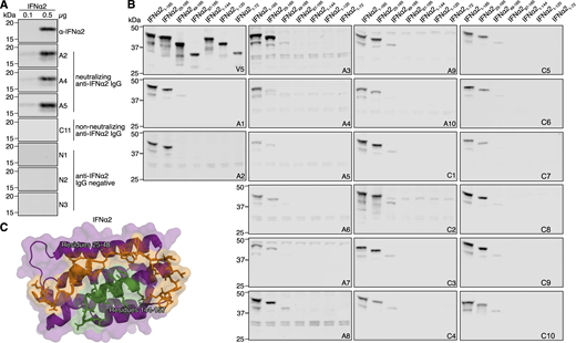 Western blot reactivity of anti-IFNα IgGs from donor plasmas to IFNα2 deletion constructs. (A) Western blot reactivity of the indicated plasma samples positive (A2, A4, A5 from the Aged cohort; C11 from the COVID ICU cohort) or negative (N1–3) for anti-IFNα IgG, or a mouse anti-IFNα2 mAb, to 0.1 or 0.5 µg of recombinant IFNα2. (B) Western blot reactivity of anti-IFNα IgGs from 20 neutralizing plasmas (A1–A10 from the Aged cohort, C1–C10 from the COVID ICU cohort) to the IFNα2 deletion constructs shown in Fig. 1 C, with anti-V5 IgG used as a loading control. The V5 and A1 panels are also shown in Fig. 1. (C) Previously described structure of the IFNα2 protein (PDB: 3SE3) with identified autoAb-reactive residues 25–48 colored in orange, and identified autoAb-reactive residues 144–157 colored in green. All data shown are representative of at least n = 2 similar experiments. Source data are available for this figure: SourceData FS1. Refer to the image caption for details.