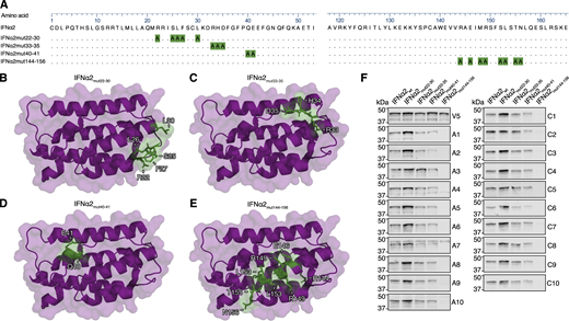 Western blot reactivity of anti-IFNα IgGs from donor plasmas to IFNα2 mutant constructs with amino acid stretches substituted for alanines. (A) Amino acid sequence alignment of IFNα2 mutant constructs containing stretches of alanine substitutions. Residues substituted for alanine in each construct are highlighted in green. Amino acid numbering refers to the mature form of IFNα2. (B–E) Previously described structures of the IFNα2 protein (PDB: 3SE3) with residues substituted for alanine in each construct colored green. (F) Western blot reactivity of anti-IFNα IgGs from 20 neutralizing donor plasmas (A1–A10 from the Aged cohort, C1–C10 from the COVID ICU cohort) to the IFNα2 alanine mutants shown in panels A–E. Anti-V5 IgG was used as a loading control. All data shown are representative of at least n = 2 similar experiments. Source data are available for this figure: SourceData FS2. Refer to the image caption for details.