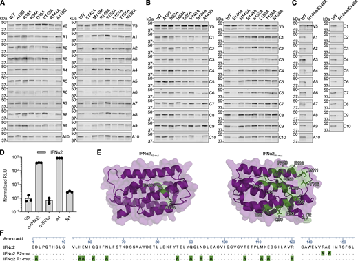 Fine-mapping of the IFNα2 R2-footprint and generation of an IFNα2 R1 mutant construct. (A–C) Western blot reactivity of anti-IFNα IgGs from 20 neutralizing plasmas (A1–A10 from the Aged cohort, C1–C10 from the COVID ICU cohort) to IFNα2 constructs harboring single amino acid substitutions (A and B) or IFNα2R144A/E146A (C). Anti-V5 IgG was used as a loading control. The V5, A1, A4, A10, C1, C2, and C3 panels are also shown in Fig. 1. (D) Validation of the HiBiT-based qIP assay for the immunoprecipitation of IFNα2 protein using negative control (anti-V5, anti-IFNω) or positive control (anti-IFNα2) mAbs, as well as plasmas A1 (positive) or N1 (negative). Mean values from n = 3 replicates are shown, and error bars indicate standard deviations. (E and F) Structure of the IFNα2 protein (PDB: 3SE3) with residues substituted for alanine to generate the R1 and R2 mutants colored green (E) or depicted as an amino acid sequence alignment (F), where the numbering refers to the mature form of IFNα2. For all data panels, results are representative of at least n = 2 similar experiments. Source data are available for this figure: SourceData FS3.