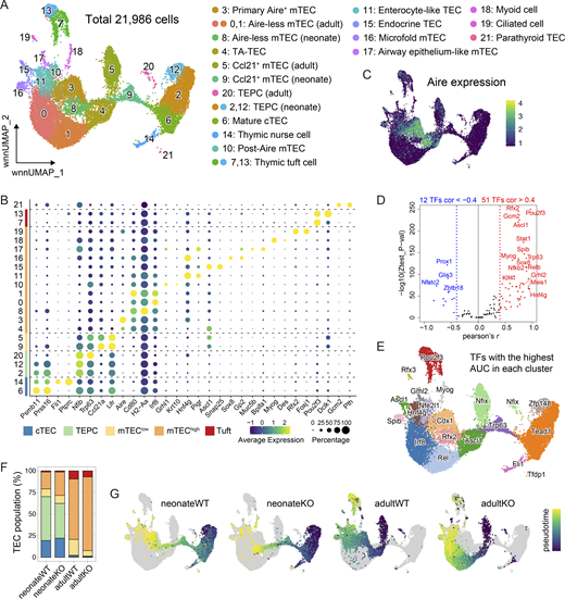Multiple TEC subpopulations impacted by age and Aire. (A) UMAP visualization of the four samples analyzed by scMulti-seq. Each dot indicates a single cell (see also Table S1). (B) Dot plot showing the expression levels for respective genes. TEC subpopulations are indicated by color coding on the left bar. (C) UMAP color-coded based on the Aire expression level (natural log+1). (D) Correlations between the expression level of a TF and its estimated activity based on chromatin accessibility. P values by permutation tests. (E) UMAP color-coded according to the representative TFs showing the highest AUC in each cluster. (F) Proportion of TEC subpopulations in each sample. Color coding of TEC subpopulations is same as B. (G) UMAPs color-coded based on the pseudotime analysis in each sample.