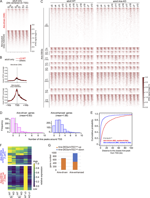 Suppressive chromatin state in Aire-driven genes. (A) Chromatin accessibility surrounding TSS, assessed by ATAC-seq in adult cells from the indicated clusters for Aire-driven genes and expression-matched Aire-neutral genes. (B) Mean chromatin accessibility traces surrounding TSS in adult WT cells in scMulti-seq/c3 (red) and other clusters (black) as indicated in Fig. 4 C. (C) ATAC signals surrounding TSS of Aire-DEGs up-regulated in each cluster, as indicated in Fig. 2 C, in adult WT cells (left) and adult Aire-KO cells (right) from the specified clusters. Genes with multiple TSS were excluded. (D) Histograms indicating the number of Aire peaks (q < 0.01) within a 20-kb window centered on TSS of Aire-driven genes (left) and Aire-enhanced genes (right). The mean number of peaks is 0.83 for Aire-driven genes and 1.88 for Aire-enhanced genes, with a statistical significance of P = 4.17 × 10−63 by the Wilcoxon rank-sum test. (E) CDF plot comparing the distance from TSS to the nearest Aire peak in Aire-driven and Aire-enhanced genes. The median distances are 9.2 and 0.3 kb for Aire-driven and Aire-enhanced genes, with a statistical significance of P < 2.2 × 10−16 by the Wilcoxon rank-sum test. (F) Expression heatmap of 2,909 Aire-DEGs shown in Fig. 2 A, color-coded relative to the maximum mean expression among the plotted clusters. (G) Bar graph indicating the number of Aire-DEGs/mTEChigh-up and Aire-DEGs/mTEChigh-down for two categories of Aire-DEGs (i.e., Aire-driven genes and Aire-enhanced genes). See Table S1 for a comprehensive list of these genes.