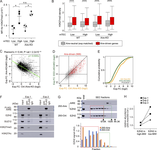Gene suppression by PRC2 is associated with gene induction by Aire. (A) MFI of H3K27me3 in mTEClow and mTEChigh from WT (n = 3) and Aire-KO (n = 3) by flow cytometric analysis. P values from one-way ANOVA followed by the Tukey–Kramer test. Representative flow plots are shown in Fig. S4 A. n.s., not significant; *, P < 0.05. (B) Box plots for mean H3K27me3 density in gene loci ± 10-kb regions of Aire-driven genes and Aire-neutral genes in mTEClow and mTEChigh for WT and Aire-KO determined by CUT&Tag (n = 2 for each). P values from one-way ANOVA test followed by Tukey’s HSD method. ****, P < 0.0001. (C) FC-FC plot comparing gene regulations by Aire (x axis) and EED (y axis) in mTEChigh evaluated by bulk RNA-seq analysis (n = 3 for Aire-KO and Aire/EED-dKO, n = 5 for Ctrl.). The green trendline represents the SMA regression. Pearson’s correlation coefficient and P value by the F-test are indicated at the top. (D) FC-FC plot comparing Aire-mediated gene induction under EED-sufficient (x axis) and EED-deficient conditions (y axis) assessed by RNA-seq analysis (n = 3 for Aire-KO, EED-cKO, and Aire/EED-dKO, n = 5 for Ctrl.), with Aire-driven genes highlighted in red. (E) CDF plot comparing the up-regulation of Aire-driven genes by Aire in EED-sufficient and EED-deficient conditions (orange and green line, respectively), with a P value by the Wilcoxon signed-rank test. (F) Co-IP analysis of PRC2 and H3K27me3 interactions with Aire. Nuclear extracts from 293FT cells expressing Flag-tagged Aire were incubated with anti-Flag Ab or control IgG. Results from two independent experiments. (G and H) SEC profiles for EZH2 in 293FT cells transfected with Flag-tagged Aire or control plasmid. Arrowheads indicate the positions of standard markers. The relative abundance of EZH2 in PRC2 dimer (higher MW, red box) and monomer (lower MW, green box) is indicated. “Total” refers to the sample before SEC fractionation (see also Fig. S4 E). Results from three independent experiments are summarized in H. MFI, median fluorescence intensity. Source data are available for this figure: SourceData F5.