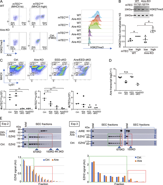 Gene suppression by PRC2 is associated with gene induction by Aire. Related to Fig. 5. (A) Left: Representative flow plots depicting Aire expression and H3K27me3 modifications in mTEClow (left) and mTEChigh (right) from WT (top) and Aire-KO (bottom). Right: Histograms comparing H3K27me3 among the different populations. FMO served as a control. (B) Analysis of H3K27me3 in mTECs from WT and Aire-KO by western blotting. A typical western blot (top) and summarized quantification after normalization by the H3 signals (mean ± SD from four experiments), with P values by one-way ANOVA followed by the Tukey–Kramer test (bottom). (C) Top: Representative flow plots showing TEC subpopulations in control, Aire-KO, EED-cKO, and Aire/EED-dKO at 1- to 6-day-old, gated on the DAPI−CD45−EpCAM+ population. Bottom: Summary of the TEC subpopulation cellularity in each genotype (n = 3 for each). (D) Aire transcripts in mTEChigh evaluated by RNA-seq in indicated genotypes of mice. Each dot represents an individual mouse, with P values by one-way ANOVA followed by the Tukey–Kramer test. (E) SEC profiles for EZH2 in 293FT cells transfected with Flag-tagged Aire or control plasmid, analyzed by western blotting, as shown in Fig. 5 G. FMO, fluorescence minus one. Source data are available for this figure: SourceData FS4.