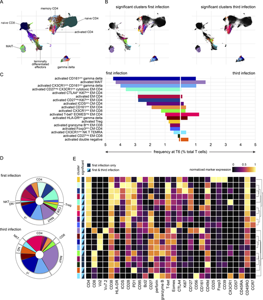 Cytotoxic T cells are silenced for a minimum of 8 mo. Whole blood was preserved within 30 min of blood draw at baseline, diagnosis, and T6 during VAC063C as well as 45 days after challenge (convalescence). Samples were stained with a T cell–focused antibody panel (see Table S3) and acquired on a Helios mass cytometer. After the exclusion of normalization beads and doublets, we gated on CD45pos CD3pos T cells for downstream steps. (A) Data from all volunteers and time points was concatenated for UMAP analysis and FlowSOM identified 49 discrete clusters of T cells across the dataset (each given a unique color). The major T cell subsets are labeled according to the expression of lineage, memory, and activation markers. (B) UMAP showing the T cell clusters that are differentially abundant at T6 (versus baseline) in the first and third infection (FDR < 0.05 and >2 fold-change). Clusters that are not significant are shown in black. (C) The mean frequency of each T cell cluster that is differentially abundant in first and/or third infection is shown as a proportion of all CD45pos CD3pos T cells at T6. CM, central memory; DN, double negative; EM, effector memory; MAIT, mucosal-associated invariant T cell; NK, natural killer; TEMRA, terminally differentiated effector memory cell re-expressing CD45RA; Treg, regulatory T cell. (D) Pies show the relative size of each differentially abundant cluster. (E) Heatmap showing the normalized median expression values of all markers used for clustering in each of the differentially abundant T cell clusters. The order of features was determined by unsupervised hierarchical clustering. Color codes to the left of the heatmap indicate cluster identity and show whether clusters were significant in the first infection or the first and third infections. Note that no cluster was unique to third infection. In A–E, n = 3 for the first infection and n = 6 for the third infection. The gap between VAC063B and C was 8 mo.