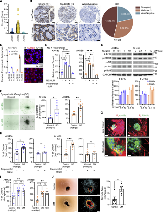 Figure 2. Refer to the image caption for details.