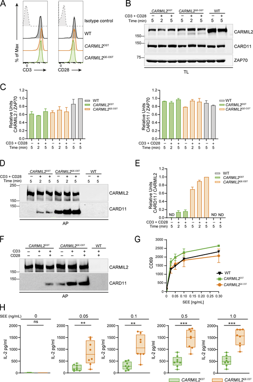 Effects of the CARMIL2QEmutation on physiological Jurkat T cell activation. (A) WT, CARMIL2OST, and CARMIL2QE-OST Jurkat T cells were analyzed by flow cytometry for the expression of CD3 and CD28 (shaded histograms). Dashed line curves correspond to isotype-matched control antibodies (negative controls), and data are representative of two independent experiments. (B) WT, CARMIL2OST, and CARMIL2QE-OST Jurkat T cells were left untreated (−) or stimulated (+) with anti-CD3 plus anti-CD28 for 2 and 5 min at 37°C. Immunoblot analysis of equal amounts of TL of the specified cells probed with anti-CARMIL2, anti-CARD11, and an anti-ZAP70 loading control. Data are representative of two independent experiments. Left margin, molecular size in kilodaltons. (C) Quantitation of the immunoblot analysis shown in B. Bars represent normalized CARMIL2-ZAP-70 and CARD11-ZAP70 ratios (see Materials and methods). Data in C and E are presented as the mean ± SE. (D) WT, CARMIL2OST, and CARMIL2QE-OST Jurkat T cells were activated as in B, and immunoblot analysis of equal amounts of lysates from the specified cells subjected to AP on Strep-Tactin Sepharose beads, followed by elution of proteins with D-biotin, and probed with anti-CARMIL2 or anti-CARD11. Data are representative of two independent experiments. Left margin, molecular size in kilodaltons. (E) Quantitation of the immunoblot analysis shown in D. Bars represent normalized CARD11-CARMIL2 ratios. (F)CARMIL2OST and CARMIL2QE-OST Jurkat T cells were left untreated (−) or stimulated with anti-CD3 (+) in the presence (+) or absence (−) of anti-CD28 for 2 min at 37°C. Immunoblot analysis of equal amounts of lysates from the specified cells subjected to AP on Strep-Tactin Sepharose beads, followed by elution of proteins with D-biotin, and probed with anti-CARMIL2 or anti-CARD11. Data are representative of two independent experiments. Left margin, molecular size in kilodaltons. (G) WT, CARMIL2OST, and CARMIL2QE-OST Jurkat cells were stimulated with Raji cells that were preincubated in the absence (0) or presence of the specified concentrations of SEE. For each condition, the MFI of CD69+ cells was measured by flow cytometry 24 h after stimulation. Numbers on the y axis correspond to the MFI of CD69+ cells. Error bars correspond to the mean and SD. Data are representative of two independent experiments. (H) IL-2 production by CARMIL2OST and CARMIL2QE-OST Jurkat T cell clones stimulated with Raji cells alone (0) or in the presence of 0.05, 0.1, and 0.5 and 1 ng/ml SEE. Analysis of IL-2 production was performed 24 h after stimulation. The expression of IL-2 (pg/ml) is shown using boxplot with the median, boxed interquartile range, and whiskers extending to the most extreme point up to 1.5 times the interquartile range. Data are representative of two independent experiments, involving eight independent clones of Carmil2OST and Carmil2Q539E- OST Jurkat cells. Each dot corresponds to a clone of the specified Jurkat T cells. **P < 0.01, ***P ≤ 0.001, and ns, nonsignificant; unpaired Student’s t test. AP, affinity purification; TL, total lysates; MFI, mean fluorescence intensity. Source data are available for this figure: SourceData F1.