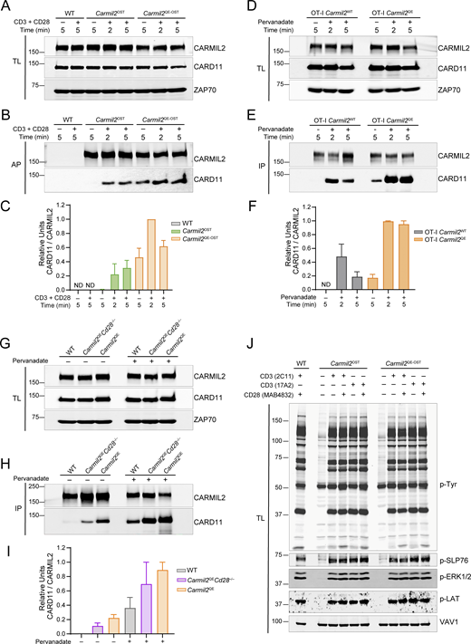 Preformed CARMIL2QE-CARD11 complexes are found in unstimulated Carmil2QEmouse T cells irrespective of CD28 expression. (A) CD4+ T cells purified from WT, Carmil2OST, and Carmil2QE-OST mice were either left untreated (−) or stimulated (+) with anti-CD3 plus anti-CD28 for 2 and 5 min at 37°C. Equal amounts of TL of the specified mouse CD4+ T cells were analyzed by immunoblots and probed with anti-CARMIL2, anti-CARD11, and an anti-ZAP70 loading control. (B) Immunoblot analysis of equal amounts of lysates from mouse CD4+ T cells prepared as in A and subjected to AP on Strep-Tactin Sepharose beads, followed by elution of proteins with D-biotin, and probed with anti-CARMIL2 or anti-CARD11. (C) Quantitation of the immunoblot analysis shown in B. Bars represent normalized CARMIL2-ZAP70 and CARD11-ZAP70 ratios. Data are presented as the mean ± SE in C, F, and I. (D) CD8+ T cells purified from OT-I Carmil2WT and OT-I Carmil2QE mice were either left untreated (−) or stimulated (+) with pervanadate for 2 and 5 min at 37°C. Equal amounts of TL of the specified mouse CD8+ T cells were analyzed by immunoblots and probed with anti-CARMIL2, anti-CARD11, and an anti-ZAP70 loading control. (E) Immunoblot analysis of equal amounts of lysates from mouse CD8+ T cells activated as in D and from which CARMIL2 or CARMIL2QE proteins were IP with an anti-CARMIL2 antibody, and subjected to immunoblot analysis with anti-CARMIL2 or CARD11. (F) Quantitation of the immunoblot analysis shown in E. Bars represent normalized CARMIL2-ZAP70 and CARD11-ZAP70 ratios. (G) CD4+ T cells purified from WT, Carmil2QE, and Carmil2QECd28−/− mice were either left untreated (−) for 2 min at 37°C or stimulated (+) with pervanadate for 2 min at 37°C. Equal amounts of TL of the specified mouse CD4+ T cells were analyzed by immunoblots and probed with anti-CARMIL2, anti-CARD11, and an anti-ZAP70 loading control. (H) Immunoblot analysis of equal amounts of lysates from mouse CD4+ T cells prepared as in G and from which CARMIL2 or CARMIL2QE proteins were IP with an anti-CARMIL2 antibody, and subjected to immunoblot analysis with anti-CARMIL2 or CARD11. (I) Quantitation of the immunoblot analysis shown in H. Bars represent normalized CARD11-CARMIL2 units. (J) CD4+ T cells from WT, Carmil2OST, and Carmil2QE-OST mice were left untreated (−) or stimulated with either of the anti-CD3 antibodies 2C11 and 17A2 (+) in the presence (+) or absence (−) of the anti-CD28 antibodies MAB4832 for 2 min prior to isolation of whole-cell lysates. Equivalent amounts of lysates were separated by SDS-PAGE and analyzed by immunoblot with an antibody specific for pTyr. Inducible phosphorylation of SLP76 pTyr128 (pSLP76), LAT pTyr171 (pLAT), and ERK1/2 pThr202/Tyr204 (pERK1/2) was also assessed by immunoblotting with phospho-specific antibodies. In A, B, D, E, G, H, and J, molecular weights in kilodaltons are shown in the left margin. Prior to biochemical analysis, comparable levels of TCRβ, CD3, and CD28 were found at the surface of T cells from WT, Carmil2OST, Carmil2QE-OST, OT-I Carmil2, OT-I Carmil2QE, and Carmil2QECd28−/−mice (Fig. S2 A). Data in A–J are representative of two independent experiments. AP, affinity purification; TL, total lysates; IP, immunoprecipitated; pTyr, phosphotyrosine. Source data are available for this figure: SourceData F2.