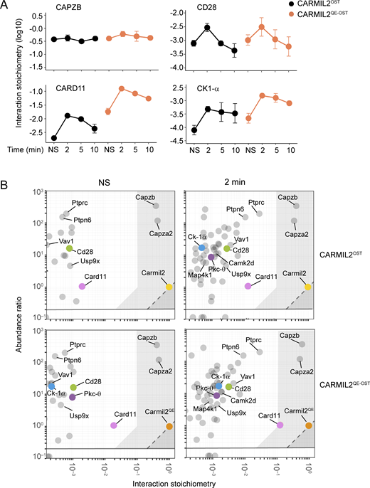 Composition, dynamics, and stoichiometry of the CARMIL2 and CARMIL2QEinteractomes of primary mouse CD4+T cells. (A) Plots showing the interaction stoichiometry (in log10 scale) of CARMIL2OST and CARMIL2QE-OST molecules with the CAPZB-, CD28-, CARD11-, and CK1-α–interacting proteins in CD4+ T cells before (NS = not stimulated) and after 2, 5, and 10 min of activation via pervanadate treatment. The CARMIL2QE-OST-CK1-α bait–prey interaction was the sole to show a temporal pattern of interaction stoichiometry similar to that of CARMIL2 QE-OST-CARD11. Data are representative of three independent experiments each involving three replicates (mean ± SEM; n = 9 for each time point). (B) Stoichiometry plots of the CARMIL2OST and CARMIL2 QE-OST interactome in CD4+ T cells prior to activation (NS) and after 2 min of activation (see Data S1). The CARMIL2OST (yellow dots) and CARMIL2QE-OST (orange dots) proteins (corresponding to the two “baits”), and the CD28 (green dots)-, CARD11 (pink dots)-, PKC-θ (purple dots)–, and CK1-α (blue dots)–interacting proteins (corresponding to select high-confidence “preys”) are highlighted, whereas the remaining high-confidence preys are shown as gray dots. For each of the bait–prey interactions, the ratio of prey to bait cellular abundance (abundance ratio in the log10 scale) was plotted as a function of the interaction stoichiometry of the considered bait–prey interaction (interaction stoichiometry in the log10 scale). As already noted in the case of the TCR signaling network (Voisinne et al., 2019), substoichiometric bait–prey interactions play a central role in the organization of the CARMIL2OST and CARMIL2QE-OST interactome. The two exceptions corresponded to the almost stoichiometric bait–prey interactions involving CARMIL2OST and CARMIL2QE-OST with CAPZB and CAPZA2 and to the maximal interaction stoichiometry reached after 2 min of activation by the CARMIL2QE-OST-CARD11 bait–prey interaction, a condition in which 12% of the available CARMILQE-OST molecules are complexed to CARD11. The area corresponding to bait–prey interaction involving >10% of the available prey molecules is indicated in light gray and includes CAPZA2 and CAPZB in all the analyzed conditions, and CARD11 in the case of the CARMIL2QE-OST interactome after 2 min of stimulation. Refer to the image caption for details.