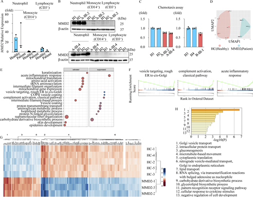 Characteristics of neutrophils with MMD2 mutations. (A)MMD2 expression, as assessed by real-time PCR on mRNA from patient’s (A-III-2 and A-III-4) and healthy subjects n = 3–5. (B) Immunoblotting analysis of MMD2 expression in neutrophils, monocytes, and lymphocytes from patient’s (A-III-2 and A-III-4) and healthy subjects. (C) Neutrophil chemotaxis induced by fMLP (100 nM, 4 h) was decreased in patients A-III-2, A-III-4, and B-III-1 compared with that in healthy subjects (H1, H2, H3, and H4) n = 5. (D) UMAP visualization in protein expression profiles of MMD2 patients (n = 3; blue) and healthy controls (n = 5; red). (E) Top-10 GO terms significantly upregulated or downregulated in MMD2 patients compared with healthy controls (P value <0.05). The color scale indicates the P value, and the size of the circle indicates the number of genes in the GO term. The Rene ratio indicates the number of core genes against the number of genes in the pathway. (F) GSEA plot of significantly suppressed GO terms. Proteins are ranked in decreasing order based on log 2 fold change of the differentially expression analysis. The color scale in the bottom graph shows upregulated (red) and downregulated (blue) expression in MMD2 patients. (G) Hierarchical clustering analysis based on differentially expressed proteins. The color scale shows log2 fold change comparing MMD2 patients with healthy controls, with red indicating upregulation and blue indicating downregulation. (H) GO analysis of downregulated proteins in MMD2 patients. The x axis shows the log10 P value of enriched GO terms. Source data are available for this figure: SourceData F2. Refer to the image caption for details.