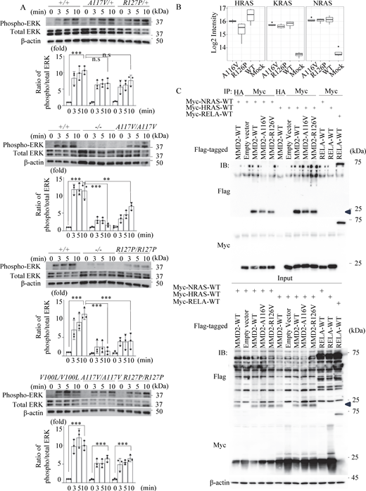 Phosphorylation of ERK- and DIA-MS–based interaction assay. (A) The activation of ERK phosphorylation of neutrophils from Mmd2+/+, Mmd2−/−, Mmd2A117V/+, Mmd2A117V/A117V, Mmd2R127P/+, Mmd2R127P/R127P, and Mmd2V100L/V100L mice. Neutrophils were stimulated with fMLP for 0, 3, 5, and 10 min, and the cell lysate was used in immunoblotting, using antibodies against phosphorylated ERK and total ERK. The same experiment was carried out at least three times, and one set of representative data is shown. Data are presented as mean ± SD. **P < 0.01 and ***P < 0.001 with one-way ANOVA with Tukey–Kramer test. ns = not significant n = 3. 0 min versus 10 min in Mmd2+/+; P < 0.0001. 10 min in Mmd2+/+ versus 10 min in Mmd2A117V/+; P = 0.0816. 10 min in Mmd2+/+ versus 10 min in Mmd2R127P/+; P = 0.3123. 0 min versus 10 min in Mmd2+/+; P < 0.0001. 10 min in Mmd2+/+ versus 10 min in Mmd2−/−; P < 0.0001. 10 min in Mmd2+/+ versus 10 min in Mmd2A117V/A117V; P = 0.0033. 0 min versus 10 min in Mmd2V100L/V100L; P < 0.0001. 0 min versus 10 min in Mmd2A117V/A117V; P = 0.0006. 0 min versus 10 min in Mmd2R127P/R127P; P = 0.0006. (B) Mass spectrometry of interacting Ras proteins after immunoprecipitating MMD2. Binding of RAS to mutated MMD2. (C) To examine the interaction between MMD2 and RAS, co-immunoprecipitation analysis was performed by co-expressing Flag-tagged MMD2-WT or MMD2-mut with Myc-tagged NRAS or HRAS. As a control for co-IP, a sample immunoprecipitated with an anti-HA antibody was included. Additionally, co-immunoprecipitation was performed with RelA, which has not been reported to interact with RAS, as a negative control. MMD2-derived band is highlighted with blue arrowhead. Source data are available for this figure: SourceData F5. Refer to the image caption for details.