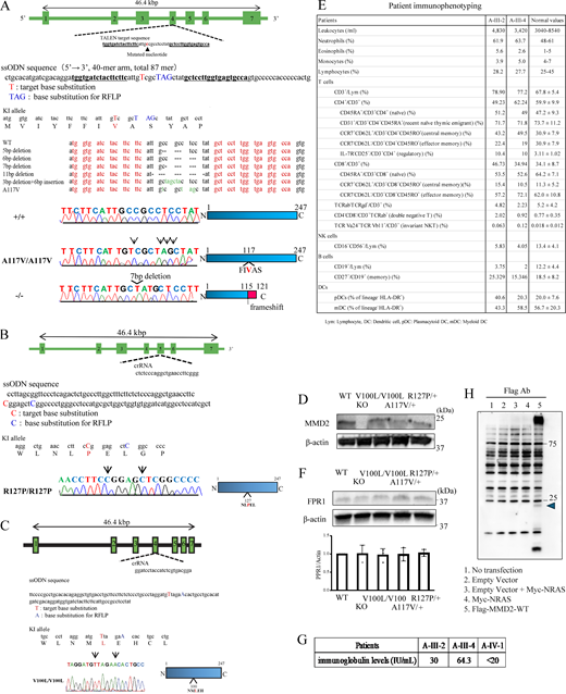 Generation of Mmd2 A117V, R127P, and V100L knock-in mice using platinum TALEN and CRISPR-Cas9 and immunophenotyping of patients with p.A116V mutation. (A) The genomic structure of Mmd2, indicating the two binding sites of the TALENs, is shown. TALEN pairs were designed to bind exon 4 of the Mmd2 gene. The sequence information of Mmd2 mutant alleles, specifically, sequences obtained from mutant mice, which were generated by microinjection of TALEN mRNA. The DNA sequences that were used for designing the TALENs are highlighted in red. Nucleotide mutations and indels are shown. The reference nucleotide C was substituted with variant nucleotide T in the mutant sample. A 7-bp deletion resulted in a frameshift and thus in truncated proteins. (B) crRNA was designed to bind exon 5 of the Mmd2 gene. (C) crRNA was designed to bind exon 4 of the Mmd2 gene. (D) MMD2 protein expression in Mmd2+/+, Mmd2−/−, Mmd2V100L/V100L, Mmd2A117V/A117V, and Mmd2R127P/R127P mice neutrophils. (E) FPR1 protein expression in Mmd2+/+, Mmd2−/−, Mmd2V100L/V100L, Mmd2A117V/+, and Mmd2R127P/+ mice neutrophils. (F) Patient immunophenotyping. (G) Patient IgE levels. (H) Immunoblots were performed using HEK293T cells without transfection (lane 1, no transfection) and HEK293T cells transfected with the empty vector (lane 2), the empty vector and Myc-NRAS vector (Lane 3), the Myc-NRAS vector (lane 4), and Flag-MMD2-WT vector (Lane 5). Source data are available for this figure: SourceData FS3.
