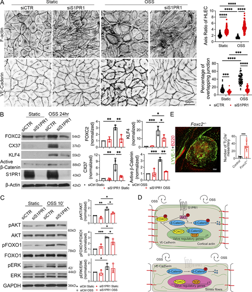 S1PR1 regulates OSS response and the expression of valve regulatory genes in HLECs. (A) HLECs were transfected with siControl or siS1PR1 and grown for 24 h under static conditions to knockdown S1PR1. Subsequently, cells were cultured under static or OSS for 24 h. Cells were immunostained for F-actin or VE-cadherin. F-actin was primarily located along the cell wall (cortical actin) of control cells under both static and OSS conditions. Control HLECs became more spherical, and cortical actin expression appeared to be increased by OSS. In contrast, siS1PR1-transfected HLECs appeared elongated and had increased expression of stress fibers. The percentage of VE-cadherin+ overlapping cell junctions was increased by OSS, and this enhancement was abolished by siS1PR1. (B) HLECs were cultured as described above, and western blotting was performed for the indicated proteins. OSS induced the expression of the shear stress-responsive transcription factor KLF4 and the valve-regulatory molecules active β-catenin, FOXC2, and CX37. Knockdown of S1PR1 significantly inhibited the expression of these molecules. (C) HLECs were transfected with siControl or siS1PR1 and grown for 48 h under static conditions to knockdown S1PR1. Subsequently, cells were cultured under static or OSS for 10 min. Cell lysates were western blotted for the indicated antibodies, and quantified. pAKT, pERK, and pFOXO1 were upregulated by OSS. siS1PR1 significantly downregulated the expression of pAKT and pFOXO1. (D) Schematic summary of OSS response in LECs. S1PR1 preserves VE-cadherin and cortical actin and promotes the phosphorylation of AKT. Phosphorylated AKT promotes the phosphorylation and nuclear exclusion of FOXO1 and prevents the phosphorylation and degradation of β-catenin. The later two processes are likely responsible for the expression of valve-regulatory molecules FOXC2 and CX37 (encoded by GJA4) and the shear-stress responsive transcription factor KLF4. In the absence of S1PR1, LECs lose VE-cadherin, gain stress fibers, become elongated, and do not upregulate valve-regulatory genes or KLF4 in response to OSS. (E) The mesenteric tissues from 1-year-old control and Foxc2+/− mice were analyzed by IHC for the indicated markers to identify and quantify TLOs. A representative TLO from a Foxc2+/− mouse is shown. A significantly higher number of TLOs were observed in the Foxc2+/− mice. Statistics: (A) The axis was measured in 30 cells, and the junction was analyzed in 20 cells in a single field from each of the three experiments. Each dot represents one cell in the graphs; (B and C) the blot is representative of three independent experiments. The data from all experiments were used to prepare the graphs; (E) each dot in the graph indicates an individual mouse. n = 5 controls, n = 9 Foxc2+/− mice. The graphs are shown as mean ± SD. Two-way ANOVA with Tukey’s post hoc test (A–C) and unpaired t test with Welch’s correction (E) were performed to determine statistical significance. *P < 0.05; **P < 0.01; ***P < 0.001; ****P < 0.0001. Source data are available for this figure: SourceData F9. Refer to the image caption for details.