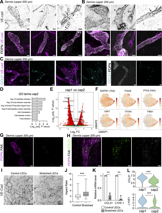 Mixed junctional state in capillary LV. (A and B) Whole mounts prepared from the upper 200 µm of the human dermis showing PDPN+ LVs and the distribution of the junctional protein VE-cadherin (VE-cad). Representative images from n = 8 donors are shown. (A) Blind-ended lymphatic capillaries with oak leaf–shaped LECs (depicted by an asterisk) or more elongated LECs (depicted by an arrow) were observed in human dermis. (B) Images of LVs with oak leaf–shaped LECs joined by button junctions (depicted by an asterisk) or LVs with more elongated, zipper-like LECs (depicted by an arrow), as well as BVs joined with zipper junctions. Scale bars: 20 µm. (C) Whole mounts of human dermis (upper 200 µm) showing the presence of intracellular CCL21 in afferent LVs stained with anti-VE-cadherin or anti-PDPN antibodies. Representative images from n = 3 donors are shown. Scale bars: 20 µm. (D) GO term analysis of genes enriched in the cap2 LEC subset compared with all other LEC subsets. Selected terms for enriched GO biological and cellular processes are shown along with the −log10 of the adjusted P value (list of marker genes for the enrichment analysis in Data S4). The vertical line represents the adjusted P value set at an FDR of 0.05. (E) Volcano plot of DEGs between cap1 and cap2 LEC subsets. The horizontal line shows the log2 fold change (FC) threshold set at 0.75. Vertical lines show the significance threshold for adjusted P values set at an FDR of 0.05. (F) Individual UMAP plots showing the expression of specific cap2 LEC genes, i.e., WWTR1, ITGA9, PTK2, YAP1, ITGAV, FBN1. (G and H) Whole mounts prepared from the upper 200 µm of the human dermis showing PDPN+ LVs expressing (G) the focal adhesion kinase (FAK), and (H) FAK and the chemokine CCL21. Representative images from n = 3 donors are shown (G and H). Scale bars: 20 µm. For the FAK images, a thin stack at the level of the LV was made to visualize FAK expression specifically in LECs. (I) Human dermal LECs were subjected to mechanical stretch (10% strain every 30 s for 18 h) with a bioreactor. Representative immunofluorescence images of control (static) human dermal LECs and human dermal LECs subjected to stretching are shown. VE-cadherin was used to visualize the cell boundary and subsequent elongation. Scale bar: 100 µm. (J) Aspect ratio of control LECs or stretched LECs was quantified and is represented as a box plot. Statistics were computed with the nonparametric Mann–Whitney test. Pooled data were derived from n = 3 independent replicates with 695 cells analyzed in total. ***P < 0.001. (K) RNA of control or stretched human dermal LECs was extracted, and RT-qPCR was performed. The fold change expression levels of CCL21 and LYVE1 between stretched and control samples are depicted. A fold change below one shows reduced gene expression under stretched conditions. Two independent experiments from n = 3 human dermal LEC donors, with four pooled technical replicates for each. Statistics were computed with paired Student’s t test. **P <0.01. (L) Violin plots showing differential expression of CCL21 and LYVE1 in the cap1 and cap2 clusters. Statistics: the P adjusted value is shown. ***P <0.001. FDR, false discovery rate.