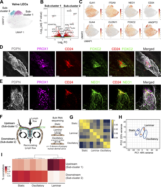 Valve population is composed of two subclusters with different gene expression. (A) Subclustering analysis of the valve cluster revealed two valve subclusters, corresponding to the LECs on the upstream sides of the valve leaflets, and LECs on the downstream sides of the valve leaflets. (B) Volcano plot of DEGs between the upstream valve LEC and downstream valve LEC clusters. The horizontal line shows the log2 fold change (FC) threshold set at 0.75. Vertical lines show the significance threshold for adjusted P values set at an FDR of 0.05. (C) Individual UMAP plots showing the expression of DEGs in upstream valve LECs (GJA1, ITGA9, NEO1, CD24) and in downstream valve LECs (GJA4, CLDN11, FOXC2, ANGPT2). (D and E) Confocal analysis of valves present in the upper 200 µm of human dermis confirmed (D) the differential expression of FOXC2 and CD24 by LECs on different sides of the valve leaflet, and (E) the colocalization of CD24 and NEO1 by LECs on the same valve leaflet side. Representative images from n = 2–3 independent experiments (donors) are shown in D and E. Scale bars: 20 µm. (F) Schematic illustration of the structure of the valves and the positioning of the LECs within the valves, based on Saygili Demir et al. (2023). (G) Schematic illustration of bulk RNA-seq of human dermal LECs subjected to laminar shear stress (4 dyn/cm2), oscillatory-like shear stress (laminar shear stress at 4 dyn/cm2 that reverses direction by 180° every 4 s), or static conditions for 48 h. The top 50 DEGs in the laminar and oscillatory conditions are shown in Data S2 and S3. (G) Pearson correlation plot of the bulk RNA-seq described in E. (H) PCA plot of the samples described in G analyzed at three different conditions (static, oscillatory, and laminar). (I) Similarity of LEC clusters upstream and downstream of valves with the bulk RNA-seq of human dermal LECs subjected to static conditions; laminar or oscillatory flow was determined by the correlation of the top 100 DEGs of valve LEC clusters (Data S1) with the bulk RNA-seq dataset. FDR, false discovery rate.