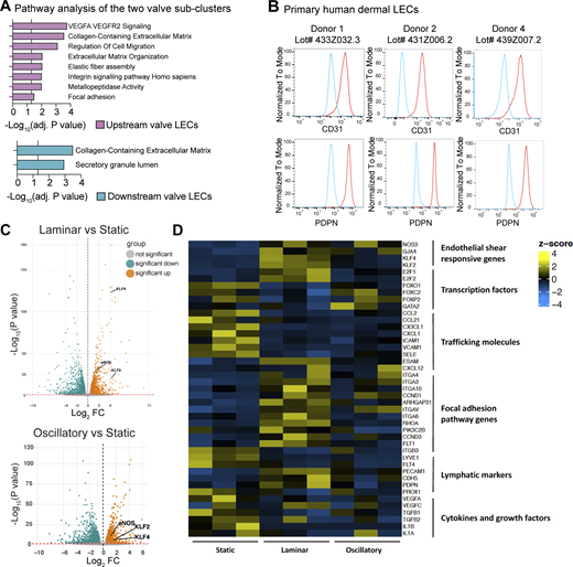 Bulk RNA-seq of human dermal LECs subjected to laminar or oscillatory shear stress. (A) Selected pathways from Enrichr analysis (GO terms) of DEGs upregulated in the LECs on the upstream sides of valve leaflets or upregulated in LECs on the downstream sides of valve leaflets (list of DEGs used for the enrichment analysis in Data S5). The vertical line represents the adjusted P value set at an FDR of 0.05. (B) Flow cytometry analysis of CD31 and PDPN expression of the three human dermal LEC donors used for bulk RNA-seq. Cells were gated on single cells, followed by viable cells, and the expression histograms shown in this panel. (C) Volcano plots of significant DEGs when comparing laminar or oscillatory shear stress to static control. (D) Heatmap of expression levels of selected genes in the bulk RNA-seq study. FDR, false discovery rate.
