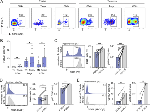 Reduced activation of FCRL3+T cells. (A) Surface FCRL3 expression measured by FACS in human naïve and memory CD4+ T helper, Tregs, and CD8+ T lymphocytes freshly isolated from peripheral blood of one representative healthy donor. (B) FCRL3 expression in different T cell populations measured as in A. Each dot represents one donor. N = 6–9; mean ± SD; paired t test, two-tailed. From left to right: **P = 0.0033, *P = 0.0303, *P = 0.0255. (C–E) Surface staining for CD25 (C), OX40 (D), and CD40L (E) expression in sorted FCRL3+ and FCRL3−CD8+ memory T cells after stimulation with plate-bound anti-CD3/CD28 for 48 h. Each dot represents a different donor, N = 4–10. Mean, paired t test or ratio paired t test, two-tailed. From left to right: (C)***P = 0.0008, ***P = 0.0003, (D)*P = 0.048, **P = 0.0071, (E)**P = 0.0064, **P = 0.0044. Data underlying this figure can be found in Data S4. Refer to the image caption for details.