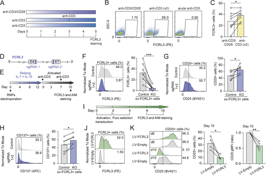 FCRL3 expression is sufficient to modulate T cell activation. (A) Schematic representation of the experimental setup for repetitive T cell stimulation. Memory CD8+ T cells isolated from peripheral blood were activated on plate-bound anti-CD3 antibody with or without costimulation with an anti-CD28 antibody or restimulation. (B and C) Surface expression of FCRL3 measured 5 days after activation with anti-CD3/CD28 or with two consecutive stimulations (day 0 and day 3) with anti-CD3 antibody. One representative donor (B) and N = 8 independent experiments (C) are shown. Each dot represents one donor. Mean; paired t test, two-tailed. *P = 0.0147. (D) Schematic representation of the FCRL3 locus, with the exons (4 and 7) targeted by the selected sgRNAs. Only the exons targeted by the sgRNAs are shown. (E) Experimental workflow for FCRL3 CRISPR-KO in FCRL3+ CD8+ T cells. (F–H) FCRL3 (F), CD25 (G), and CD137 (H) expression on CD8+ FCRL3+ cells, transfected with RNPs containing sgRNAs targeting the FCRL3 gene, or control. Surface expression was monitored 10 days after reactivation with anti-CD3. N = 6–8 independent experiments. Mean; paired t test, two-tailed. From left to right: (F) ***P = 0.001, (G) *P = 0.0145, (H) *P = 0.0171. (I) Experimental workflow for the ectopic expression of FCRL3 in CD8+ T cells, by lentiviral transduction. After activation with plate-bound anti-CD3/CD28 and transduction, transduced cells are selected by puromycin treatment, followed by recovery and surface staining for FCRL3 and AIMs. (J) Surface expression of FCRL3 in memory CD8+ T cells transduced with FCRL3-encoding lentivirus or empty lentivirus as a control. One representative experiment of N = 4. (K) Surface CD25 expression in FCRL3-transduced memory CD8+ T cells, 6 and 10 days after the initial activation. The left panel shows the result for one representative donors, while the bar graphs represent the results for N = 4 independent donors at day 10. The gMFI and percentage of CD25+ cells are both shown. Mean ± SD; paired t test, two-tailed. *P = 0.0306, **P = 0.0076. Data underlying this figure can be found in Data S4.