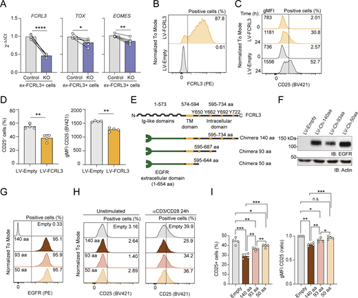 FCRL3 expression is causally associated with reduced T cell activation. (A) Expression of FCRL3, TOX, and EOMES transcripts was measured in FCRL3-KO and control cells by RT-qPCR. Transcript expression was normalized to the housekeeping gene UBE2D2 and is shown relative to control samples. N = 5 independent experiments; paired t test, two-tailed. From left to right: ****P < 0.0001, *P = 0.0475, **P = 0.0040. (B) Surface expression of FCRL3 in Jurkat T cells transduced with FCRL3-lentivirus or empty lentivirus as a control. One representative experiment of N = 4 is shown. (C and D) Surface CD25 expression in FCRL3-transduced Jurkat cells. Cells were stimulated for 24 h with anti-CD3/CD28-coated beads. One representative experiment is shown in C, while the bar graphs in D show the compiled results of N = 4 independent experiments. The gMFI and percentage of CD25+ cells are both shown. Mean ± SEM; paired t test, two-tailed. From left to right: **P = 0.0052, **P = 0.0033. (E) Schematic representation of the EGFR-FCRL3 chimeric proteins. (F) Western blot showing the expression of the different truncated chimeric proteins in Jurkat T cells, using an anti-EGFR antibody. Data are representative of N = 2 experiments. (G) Surface expression of the EGFR in Jurkat T cells transduced to ectopically express the EGFR-FCRL3 chimeras. Data are representative of N = 4 independent experiments. (H) Surface expression of CD25 in Jurkat T cells expressing the EGFR-FCRL3 chimeras. Cells were stimulated for 24 h with anti-CD3/CD28-coated beads. One representative experiment is shown. (I) Surface expression of CD25 in stimulated (24 h) Jurkat T cells expressing the EGFR-FCRL3 chimeras. The compiled results of N = 4 independent experiments as in E are shown. Mean ± SEM; paired t test, two-tailed. Left panel, from top to bottom: ***P = 0.0007, *P = 0.0151, **P = 0.0046, ***P = 0.0002, **P = 0.0030, **P = 0.0013. Right panel, from top to bottom: ***P = 0.0001, n.s. (not significant), P = 0.1005, *P = 0.0326, **P = 0.0014, **P = 0.0050, *P = 0.0157. Data underlying this figure can be found in Data S4. Source data are available for this figure: SourceData F5.