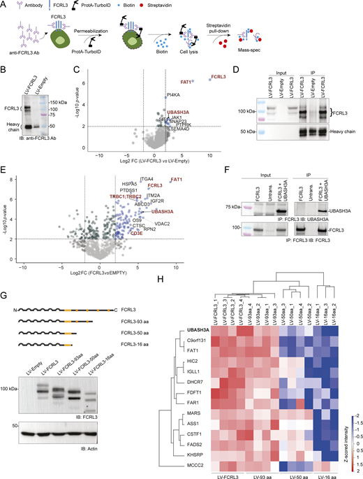 Intracellular portion of FCRL3 interacts with UBASH3A. (A) Schematic representation of the Protein A-TurboID experimental workflow. An anti-FCRL3 antibody was added to FCRL3-expressing or nonexpressing Jurkat cells followed by the addition of Protein A-TurboID fusion protein and biotin. After biotinylation and extensive washing, biotinylated proteins were recovered using streptavidin-conjugated beads and subjected to mass spectrometry analysis. (B) Example of Protein A-TurboID experiment. After incubation of FCRL3-expressing Jurkat cells (or empty vector control cells) with a mouse monoclonal anti-FCRL3 antibody together with recombinant Protein A-TurboID, biotinylated proteins were recovered by streptavidin pull-down, followed by western blot to confirm enrichment of FCRL3. The antibody used for immunoblot was a rabbit polyclonal anti-FCRL3. (C) Differentially retrieved proteins following FCRL3 Protein A-TurboID and mass spectrometry of FCRL3-expressing versus nonexpressing cells (log2FC ≥ |2|; P ≤0.01; N = 5 replicates). (D) Example of FCRL3 IP. Jurkat cells expressing FCRL3 (or empty vector control) were lysed, and 1.5 mg of protein extract was used for IP with a rabbit polyclonal anti-FCRL3 antibody, followed by western blot with the same antibody. Two independent representative FCRL3 IPs are shown. (E) Differentially retrieved proteins following FCRL3 IP-MS of FCRL3-expressing versus nonexpressing cells (log2FC ≥ |2|; P ≤0.01; N = 4 replicates). (F) Co-IP of FCRL3 with UBASH3A. HEK cells were transfected with the indicated plasmids, followed by IP of FCRL3 using a rabbit polyclonal anti-FCRL3 antibody and immunoblot for either UBASH3A (top) or FCRL3 itself (bottom). Data are representative of N = 2 independent experiments. (G) Schematic representation of the FCRL3 protein and C-terminal truncations (top). All proteins were efficiently expressed, as shown by western blot (bottom). (H) Heatmap showing the differentially enriched proteins by IP-MS of Jurkat cells transduced with full-length FCRL3 and its truncations. N = 3–4 independent samples. Significant differences between multiple experimental conditions were assessed with an ANOVA multiple-sample test (0.01 permutation-based FDR cut-off, 250 randomizations). Significant proteins were filtered, and Z-score normalization was applied to each protein across all samples. Unsupervised hierarchical clustering was employed to visualize on a heatmap proteins with a positive Z-score value for all replicates of the conditions LV-FCRL3 and LV-FCRL3-93 aa. IP, immunoprecipitation. Data underlying this figure can be found in Data S4. Source data are available for this figure: SourceData F6.