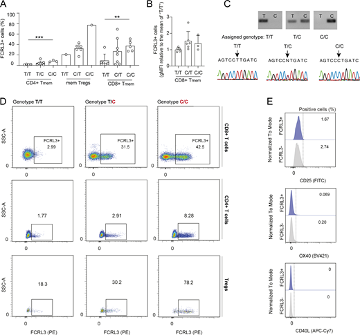 FCRL3 expression is associated with the donors’ genotype. (A) Percentage of surface FCRL3 expression on sorted T cell subsets from genotyped healthy donors. Each dot represents one donor. Mean ± SD; unpaired t test, two-tailed. ***P = 0.0009, **P = 0.003. (B) gMFI of gated FCRL3+ CD8+ T memory cells from genotyped healthy donors. Each dot represents one donor. Results were normalized to the average of “T/T” donors. Mean ± SD; unpaired t test, two-tailed. No difference was statistically significant. (C) Examples of genotyping results by PCR and Sanger sequencing. (D) Examples of FCRL3 expression in donors carrying the indicated SNP variants in the FCRL3 promoter region (−169 bp from the transcription start site). For every donor, FCRL3 expression is shown in CD8+ and CD4+ T memory cells and Tregs. (E) Surface staining for the indicated AIMs (CD25, OX40, CD40L) in unstimulated CD8+ FCRL3+ and FCRL3− memory T cells. gMFI, geometric mean fluorescence intensity. Data underlying this figure can be found in Data S4. Source data are available for this figure: SourceData FS2. Refer to the image caption for details.