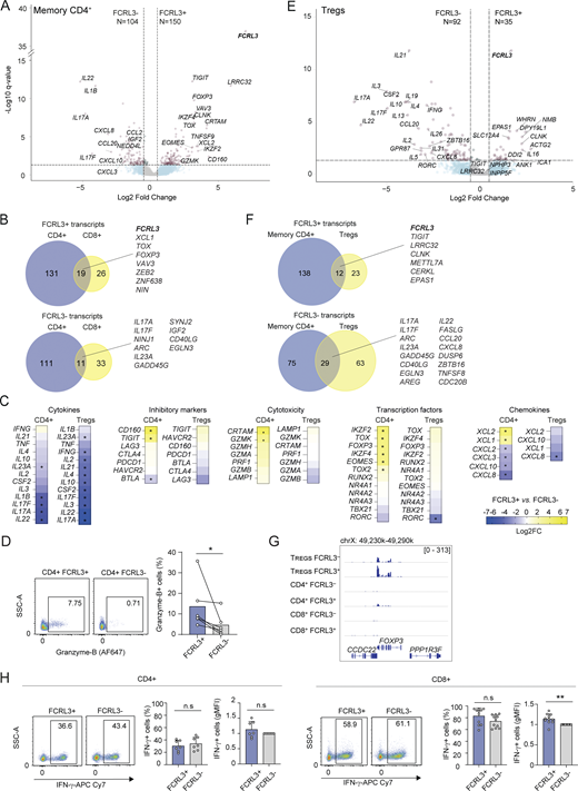 Characterization of human CD4+FCRL3+T cells. (A) Volcano plot showing the differentially expressed genes for FCRL3+ versus FCRL3− memory CD4+ T cells from N = 5 independent donors, analyzed by RNA-seq (FDR ≤ 0.05 and log2FC ≥|0.5|). (B) Venn diagrams showing the intersection of the genes differentially expressed in memory CD4+ and CD8+ T cells. (C) Heatmaps showing the log2FC of selected genes from (A and E). (D) Granzyme B expression (by intracellular staining) in sorted CD4+ FCRL3+ and FCRL3− memory T cells. N = 6, mean ± SD; paired t test, two-tailed. *P = 0.0419. (E) Volcano plot showing the differentially expressed genes for FCRL3+ versus FCRL3− Treg cells from N = 5 independent donors, analyzed by RNA-seq (FDR ≤ 0.05 and log2FC ≥|0.5|). (F) Venn diagrams showing the intersection of the genes differentially expressed in memory conventional CD4+ T cells and Tregs. (G) Screenshot of FOXP3 expression in FCRL3+ and FCRL3− Tregs, conventional memory CD4+ and CD8+ T cells, by RNA-seq. (H) IFN-γ production by FCRL3+ and FCRL3− CD8+ or CD4+ memory T cells. Intracellular cytokine staining was performed upon stimulation with PMA and ionomycin for 5 h. The dot plots are from one representative donor; the histograms show the results from different donors (N = 5–11), with each dot representing one donor; mean ± SD; paired t test, two-tailed. n.s.: not significant, **P = 0.004. FC, fold change. Data underlying this figure can be found in Data S4.