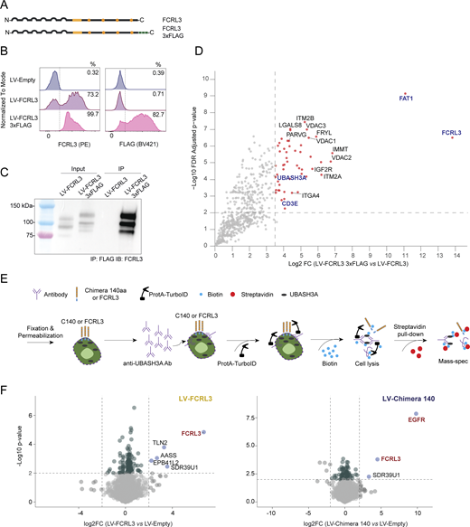 IP-MS and TurboID-MS confirm the interaction between FCRL3 and UBASH3A. (A) Schematic representation of FCRL3 and the C-terminally tagged FCRL3-3xFLAG protein. The 3xFLAG tag is shown as green squares. (B) Surface (left) FCRL3 staining and intracellular (right) anti-FLAG staining showing surface expression of the FCRL3-3xFLAG construct. (C) Western blot showing efficient immunoprecipitation of FCRL3-3xFLAG with anti-FLAG agarose beads in Jurkat cells expressing LV-FCRL3 and LV-FCRL3-3xFLAG. Immunoblot was performed using an anti-FCRL3 antibody. (D) Scatter plot showing the enriched proteins in the IP-MS of the FCRL3-3xFLAG compared with untagged FCRL3. In this experiment, to enhance the separation of true interactors from experimental noise, an additional filter was applied by selecting proteins present in at least 3 out of 4 replicates of the FCRL3-3xFLAG condition and in <2 replicates of the untagged control (FCRL3), followed by imputation of the missing values. A two-sided two-samples t test (0.01 permutation-based FDR cut-off, 250 randomizations) was employed to identify significant changes, and the results were visualized with a volcano plot generated with R, version 4.4.2. (E) Schematic representation of the Protein A-TurboID experimental workflow for UBASH3A. The anti-UBASH3A antibody was added to Jurkat cells ectopically expressing FCRL3 or the EGFR-FCRL3 140 aa chimera (or control cells), followed by the addition of Protein A-TurboID fusion protein and biotin. After streptavidin pull-down, biotinylated proteins were analyzed by mass spectrometry. (F) Differentially enriched proteins in the FCRL3-transduced cells versus control (left) and chimera-transduced cells versus control (right). N = 4 independent samples. Source data are available for this figure: SourceData FS5. Refer to the image caption for details.