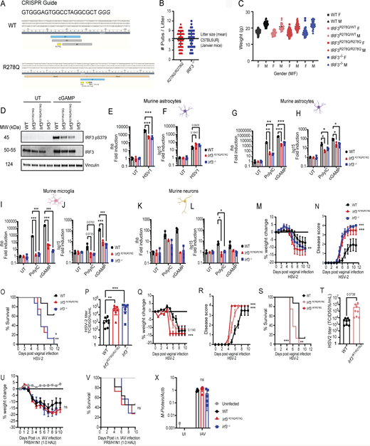 Generation and characterization of transgenic mice carrying the IRF3 R278Q allele and susceptibility to infections with HSV-2 and IAV. (A) Mice carrying the patient-specific mIRF3 R278Q amino acid substitution were made using CRISPR microinjection in C57Bl6/J zygotes. The CRISPR guide used was 5′-GTGGGAGTGGCCTAGGCGCTGGG-3′. (B) Litter size of Irf3R278Q/R278Q and Irf3−/− pubs bred at the Aarhus University animal core facility in 2024 compared with average litter size of C57Bl6/JRj mice bred by Janvier. (C) Weight of C57Bl6/JRj, Irf3WT/R278Q, Irf3R278Q/R278Q, and Irf3−/− mice at experiment start (square, female; triangle, male). (D) WB analysis of IRF3 protein and phosphorylation of IRF3 Ser379 in lysates of BMDMs from WT, Irf3WT/R278Q, Irf3R278Q/R278Q, and Irf3−/− mice stimulated with 100 μg/ml cGAMP for 2 h. (E and F)Ifnb and Isg15 gene expression response of murine astrocyte cultures to HSV-1 infection at MOI 1.0 for 24 h. (G–L)Ifnb and Isg15 gene expression response to stimulation with PRR agonists poly-IC (25 μg/ml) or cGAMP (100 μg/ml) for 4 h. Murine astrocyte (G and H), murine microglia (I and J), and murine neurons (K and L). CNS cell culture gene expression was measured by RT-qPCR, and data were normalized to β-actin (Actb) and are represented as fold change normalized to expression in UI control. All in vitro experiments were performed in triplicates and independently repeated at least three times. Statistical analyses of gene expression in CNS cell cultures (E–L) were analyzed by two-tailed two-way ANOVA for difference of means, followed by an unpaired t test of means, error bars; SD. (M–X) WT, Irf3WT/R278Q, Irf3R278Q/R278Q, and Irf3−/− mice were infected with (M–T) HSV-2 by the vaginal route or (U–X) IAV via the nasal route and were followed for disease development over time until reaching humane endpoint or recovering 100% of starting weight. (M, Q, and U) % weight change. (N and R) Symptom score. (O, S, and V) Survival curve. Dead animals were censored in the graphs and thus represented in the graphs with weight and symptom score at time of death. HSV-2 longitudinal (M–O) (WT, n = 8; Irf3R278Q/R278Q, n = 8; Irf3−/−n = 8), (Q–S) (WT, n = 8; Irf3WT/R278Q, n = 8; Irf3R278Q/R278Q, n = 8), and IAV longitudinal (U and V) (WT, n = 11; Irf3R278Q/R278Q, n = 11; Irf3−/−, n = 7; UI, n = 6). Viral load was assessed by (P and T) HSV-2 TCID50% assay of vaginal washes on day 2 after infection; (P) WT, n = 8; Irf3R278Q/R278Q, n = 7; Irf3−/−n = 7; and (T) WT, n = 8; Irf3WT/R278Q, n = 8; or (X) IAV M-Protein gene transcripts in lung homogenates on day 4 postnasal inhalation infection measured by RT-PCR (WT, n = 5; Irf3R278Q/R278Q, n = 5; Irf3−/−n = 5). Disease development (M, N, Q, R, and U) was compared between the groups using a mixed-effects analysis with Geisser-Greenhouse correction for multiple interacting variables (time and genotype). Error bars; SEM. Survival (O, S, and V) was analyzed using log-rank Mantel–Cox test. Viral load (P, T, and X) was analyzed by two-tailed two-way ANOVA for difference of means, followed by an unpaired t test of means, error bars; SD. P values <0.05 were considered statistically significant, *P < 0.05, **P < 0.01, and ***P < 0.001. Source data are available for this figure: SourceData FS2.