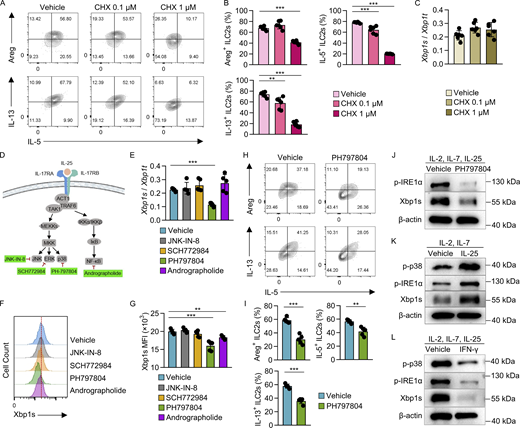IL-25 and IFN-γ regulate Xbp1 mRNA splicing in ILC2s through p38-mediated IRE1α phosphorylation. (A–C) Sorted ILC2s (Lin−CD127+KLRG1+) were cultured in complete IMDM containing IL-2, IL-7, and IL-25 (10 ng/ml each) for 5 days, followed by treatment with CHX at the indicated concentrations for 2 days. Areg, IL-5, and IL-13 expressions in ILC2s (CD45.2+Lin−GATA3+) were analyzed by flow cytometry (A). Percentages of Areg+, IL-5+, and IL-13+ cells in ILC2s (B). Xbp1 mRNA splicing of ILC2s was detected by qRT-PCR (C). Data were compiled from two independent experiments. Data are shown as the mean ± SD (n = 6 per group). (D–G) Sorted ILC2s (Lin−CD127+KLRG1+) were stimulated with the inhibitors of IL-25 downstream signaling pathways for 16 h, including JNK-IN-8 (10 μM), SCH772984 (1 μM), PH797804 (10 μM), and andrographolide (10 μM) as shown in D. Xbp1 mRNA splicing of ILC2s was detected by qRT-PCR (E). Xbp1s expression in ILC2s (CD45.2+Lin−GATA3+) was analyzed by flow cytometry (F). MFI of Xbp1s in ILC2s (G). Data were compiled from two independent experiments. Data are shown as the mean ± SD (n = 5 per group). (H and I) Sorted ILC2s (Lin−CD127+KLRG1+) were stimulated with PH797804 (10 μM) for 16 h in complete IMDM containing IL-2, IL-7, and IL-25 (10 ng/ml each). Analysis of Areg, IL-5, and IL-13 expression in ILC2s (CD45.2+Lin−GATA3+) by flow cytometry (H). Percentages of Areg+, IL-5+, and IL-13+ cells in ILC2s (I). Data were compiled from three independent experiments. Data are shown as the mean ± SD (n = 5 per group). (J) Sorted ILC2s (Lin−CD127+KLRG1+) were cultured for 5 days, followed by PH797804 treatment at 10 μM for 16 h. The level of p-IRE1α and Xbp1s in ILC2s was detected by western blotting. β-Actin served as the internal control. Data are representative of three independent experiments. (K) Sorted ILC2s (Lin−CD127+KLRG1+) were cultured for 5 days in the presence of IL-2, IL-7, and IL-25 (10 ng/ml each), and IL-25 was removed for 2 days, followed by restimulation with or without IL-25 (10 ng/ml) for 1 day. The level of p-p38, p-IRE1α, and Xbp1s in ILC2s was analyzed by western blotting. β-Actin served as the internal control. Data are representative of three independent experiments. (L) Sorted ILC2s (Lin−CD127+KLRG1+) were stimulated with the IFN-γ (500 ng/ml) for 3 days in complete IMDM containing IL-2, IL-7, and IL-25 (10 ng/ml each). Expression of p-p38, p-IRE1α, and Xbp1s in ILC2s was analyzed by western blotting. β-Actin served as the internal control. Data are representative of three independent experiments. **P < 0.01, ***P < 0.001. Source data are available for this figure: SourceData F4. Refer to the image caption for details.