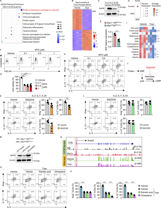 Xbp1s targets DHFR to regulate folate-mediated 1C metabolism in gut ILC2s. (A) KEGG pathway enrichment analysis of the Xbp1s binding genes (Table S5). (B) Heatmap of overlapping genes between Xbp1s-binding and Toyo-changed genes described in Fig. 5 A; the overlapping genes are listed in Table S6. (C) Sorted large intestinal ILC2s (Lin−CD127+KLRG1+) were cultured for 5 days, followed by treatment with PH797804 at 10 μM for 16 h. The protein levels of DHFR were detected by western blotting. β-Actin served as the internal control. Data are representative of three independent experiments. (D)Dhfr expression in ILC2s was analyzed by scRNA-seq of the colon from DSS-treated and control mice. (E)Dhfr expression in sorted large intestinal ILC2s (Lin−CD127+KLRG1+) from Xbp1+/+Il5RFP-Cre or Xbp1f/fIl5RFP-Cre mice was assessed by qRT-PCR. Data were compiled from two independent experiments and are shown as the mean ± SD (n = 6 per group). (F–H) Sorted large intestinal ILC2s (Lin−CD127+KLRG1+) were cultured in the presence of IL-2, IL-7, and IL-25 (10 ng/ml each), with or without MTX co-incubation for 3 days at the indicated concentrations. Flow cytometry analysis of viability in ILC2s (CD45.2+Lin−GATA3+) (F), and the corresponding statistical graphs (G). Data are representative of two independent experiments. Data are shown as the mean ± SD (n = 6 per group). Flow cytometry analyses of Areg, IL-5, and IL-13 expression in ILC2s (H). (I) Sorted large intestinal ILC2s (Lin−CD127+KLRG1+) were cultured in complete IMDM containing IL-2, IL-7, and IL-25 (10 ng/ml each) for 5 days, and then treated with Toyo at 4 μM for 16 h, followed by the targeted metabolomics analysis of 1C metabolism (n = 4 per group). Heatmap of folate metabolites in indicated ILC2s. (J) Schematic diagram of SQ22536 inhibiting cAMP generation. (K and L) Sorted large intestinal ILC2s (Lin−CD127+KLRG1+) were cultured in complete IMDM containing IL-2, IL-7, and IL-25 (K) or IL-33 (L) (10 ng/ml each), and then treated with SQ22536 at 1 mM for 48 h. Flow cytometry analyses of Areg, IL-5, and IL-13 expression after gating on CD45.2+Lin−GATA3+ ILC2s, and percentages of Areg+, IL-5+, and IL-13+ ILC2s. Data were compiled from two independent experiments. Data are shown as the mean ± SD (n = 6 per group). (M) Large intestinal ILC2s (Lin−CD127+KLRG1+) were sorted from Xbp1f/fIl5RFP-Cre or Xbp1+/+Il5RFP-Cre mice and underwent retroviral transduction of DHFR with IRES-controlled Thy1.1 expression to label transduced cells. Thy1.1+ cells after gating on Lin−CD45.2+ were sorted and cultured for 4 days. Levels of DHFR in indicated ILC2s were detected by western blotting. β-Actin served as the internal control. Data are representative of three independent experiments. (N) Track views of Xbp1s CUT&Tag-seq peaks in colonic ILC2s of mice, and RNA-seq in ILC2s treated with Toyo at genes Srebf2. (O and P) Sorted large intestinal ILC2s (Lin−CD127+KLRG1+) were cultured for 5 days, followed by treatment with Toyo at 4 μM, with or without palmitic acid (50 μM) and cholesterol (30 μM) for 16 h. Flow cytometry analysis of Areg, IL-5, and IL-13 expression in ILC2s (CD45.2+Lin−GATA3+) (O). Percentages of Areg+, IL-5+, and IL-13+ ILC2s (P). Data were compiled from two independent experiments. Data are shown as the mean ± SD (n = 6 per group). *P < 0.05, **P < 0.01, ***P < 0.001. Source data are available for this figure: SourceData FS5. Refer to the image caption for details.