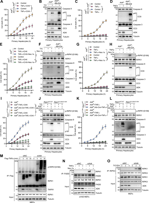 Identification of ADK as a suppressor of TNFα-induced RIPK1-driven cell death. (A and B) Primary hepatocytes from Adkf/f or Adkf/f;Alb-Cre mice were treated with CHX (1 μM)/TNFα (10 ng/ml) (T/C) for the indicated time (A) or 12 h (B). Cell death was measured by the SYTOX Green positivity assay (A). The levels of cleaved caspase-8 (CC8), cleaved caspase-3 (CC3), and ADK were determined by immunoblotting (B). Scale bar: 50 μm. (C and D) Primary hepatocytes from Adkf/f or Adkf/f;Alb-Cre mice were treated with TNFα (10 ng/ml) for the indicated time (C) or 12 h (D). Cell death was measured by the SYTOX Green positivity assay (C). The levels of CC8, CC3, and ADK were determined by immunoblotting (D). (E and F) Primary hepatocytes from Adkf/f or Adkf/f;Alb-Cre mice were treated with CHX (1 μM)/TNFα (10 ng/ml) for the indicated time (E) or 12 h (F) in the presence or absence of Nec-1s (10 μM). Cell death was measured by the SYTOX Green positivity assay (E). The levels of p-RIPK1(S166), CC8, CC3, and ADK were determined by immunoblotting (F). (G and H) Primary hepatocytes from Adkf/f or Adkf/f;Alb-Cre mice were treated with TNFα (10 ng/ml) for the indicated time (G) or 12 h (H) in the presence or absence of Nec-1s (10 μM). Cell death was measured by the SYTOX Green positivity assay (G). The levels of p-RIPK1(S166), CC8, CC3, and ADK were determined by immunoblotting (H). (I and J) Primary hepatocytes from Adkf/f, Adkf/f;Alb-Cre, and Adkf/f;Alb-Cre;Ripk1D138N/D138N mice were treated with CHX (1 μM)/TNFα (10 ng/ml) for the indicated time (I) or 12 h (J). Cell death was measured by the SYTOX Green positivity assay (I). The levels of p-RIPK1(S166), CC8, CC3, and ADK were determined by immunoblotting (J). (K and L) Primary hepatocytes from Adkf/f, Adkf/f;Alb-Cre, and Adkf/f;Alb-Cre;Ripk1D138N/D138N mice were treated with TNFα (10 ng/ml) for the indicated time (K) or 12 h (L). Cell death was measured by the SYTOX Green positivity assay (K). The levels of p-RIPK1(S166), CC8, CC3, and ADK were determined by immunoblotting (L). (M) MEFs transfected with siRNAs of negative control (siNC) or siRNAs targeting ADK (siAdk) were stimulated by Flag-TNFα (100 ng/ml) for the indicated time. The TNFR1 signaling complex was immunoprecipitated using an anti-Flag antibody. The complexes were analyzed by immunoblotting using anti-p-S166 RIPK1 antibody and other antibodies as indicated. (N) MEFs transfected with siNC or siAdk were preincubated with zVAD.fmk (10 μM) in the presence or absence of Nec-1s (10 μM) for 0.5 h and then stimulated with 10 ng/ml TNFα for 12 h. The complex II was isolated by FADD immunoprecipitation, and RIPK1 binding was revealed by immunoblotting. (O) MEFs transfected with siNC or siAdk were pretreated with CHX (C, 2 μg/ml) and zVAD.fmk (Z, 10 μM) for 0.5 h followed by 10 ng/ml TNFα (T) for the indicated time. The necrosome was isolated by immunoprecipitation of RIPK3, and RIPK1 binding was revealed by immunoblotting. Data are represented as the mean ± SD (A, C, E, G, I, and K). Data are representative of n = 3 independent experiments (A–O). Statistical significance was determined using two-way ANOVA with post hoc Bonferroni’s test (A, C, E, G, I, and K). ***P < 0.001. Source data are available for this figure: SourceData F1.