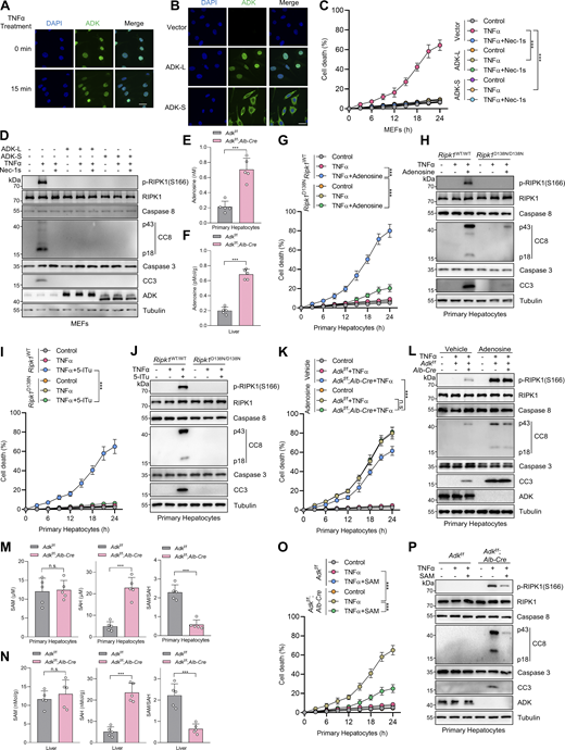 ADK prevents TNFα-induced cell death by reducing adenosine levels, which in turn licenses the methionine cycle and transmethylation reactions. (A) MEFs were treated with TNFα (10 ng/ml) for the specified durations (min). Then, the ADK subcellular localization was detected by immunofluorescence. (B) MEFs were transfected with lentivirus encoding ADK-L or ADK-S. Endogenous ADK was silenced with siRNA targeting 3′UTR. Then, the ADK subcellular localization was detected with immunofluorescence. (C and D) MEFs were transfected with lentivirus encoding ADK-L or ADK-S. Endogenous ADK was silenced with siRNA targeting 3′UTR. These cells were treated with TNFα (10 ng/ml) for the indicated time (C) or 12 h (D) in the presence or absence of Nec-1s (10 μM). Cell death was measured by the SYTOX Green positivity assay (C). The levels of p-RIPK1(S166), CC8, CC3, and ADK were determined by immunoblotting (D). (E and F) Adenosine concentrations in primary hepatocytes or liver tissue of Adkf/f or Adkf/f;Alb-Cre mice were measured. (G and H) Primary hepatocytes from Adkf/f or Adkf/f;Alb-Cre mice were treated with TNFα (10 ng/ml) for the indicated time (G) or 12 h (H) in the presence or absence of adenosine (1 mM). Cell death was measured by the SYTOX Green positivity assay (G). The levels of p-RIPK1(S166), CC8, and CC3 were determined with immunoblotting (H). (I and J) Primary hepatocytes from Ripk1WT/WT or Ripk1D138N/D138N mice were treated with TNFα (10 ng/ml) for the indicated time (I) or 12 h (J) in the presence or absence of 5-ITu (20 μM). Cell death was measured by the SYTOX Green positivity assay (I). The levels of p-RIPK1(S166), CC8, and CC3 were determined by immunoblotting (J). (K and L) Primary hepatocytes from Adkf/f or Adkf/f;Alb-Cre mice were treated with TNFα (10 ng/ml) for the indicated time (K) or 12 h (L) in the presence or absence of adenosine (1 mM). Cell death was measured by the SYTOX Green positivity assay (K). The levels of p-RIPK1(S166), CC8, and CC3 were determined by immunoblotting (L). (M and N) Concentrations of SAM and SAH in primary hepatocytes or liver tissue of Adkf/f or Adkf/f;Alb-Cre mice were measured. (O and P) Primary hepatocytes from Adkf/f or Adkf/f;Alb-Cre mice were treated with TNFα (10 ng/ml) for the indicated time (O) or 12 h (P) in the presence or absence of SAM (100 μM). Cell death was measured by the SYTOX Green positivity assay (O). The levels of p-RIPK1(S166), CC8, CC3, and ADK were determined by immunoblotting (P). Data are represented as the mean ± SD (C, E–G, I, K, and M–O). Data are representative of n = 3 independent experiments (A–P). Statistical significance was determined using two-tailed unpaired Student’s t test (E, F, M, and N) or two-way ANOVA with post hoc Bonferroni’s test (C, G, I, K, and O). ***P < 0.001. Source data are available for this figure: SourceData F2. Refer to the image caption for details.