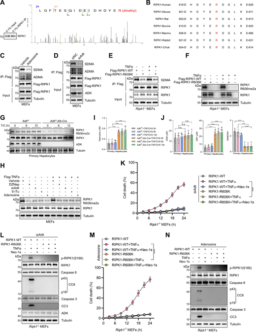 ADK licenses constitutive RIPK1 symmetric dimethylation at R606, which inhibits TNFα-induced cell death. (A) RIPK1 was immunoprecipitated from primary mouse hepatocytes and was analyzed with mass spectrometry. Left: Enrichment efficiency of RIPK1 immunoprecipitation was confirmed with immunoblotting. Right: The mass spectrum data revealed that endogenous mouse RIPK1 was dimethylated at R606. (B) Amino acid sequences at R606 in RIPK1 DD across various mammalian species were aligned. R606 was highlighted in red. (C)Ripk1−/− MEFs were reconstituted with Flag-RIPK1 by lentivirus. The cells were treated with or without adenosine (1 mM). RIPK1 was immunoprecipitated using anti-Flag antibody, and SDMA or ADMA levels were determined with immunoblotting. (D)Ripk1−/− MEFs were reconstituted with Flag-RIPK1 by lentivirus. The cells were transfected with siNC or siAdk. RIPK1 was immunoprecipitated using anti-Flag antibody, and SDMA or ADMA levels were determined with immunoblotting. (E)Ripk1−/− MEFs were reconstituted with WT or R606K mutant Flag-RIPK1 by lentivirus. The cells were treated with TNFα (10 ng/ml) for 15 min. The level of SDMA on RIPK1 was determined by immunoprecipitation and immunoblotting. (F)Ripk1−/− MEFs were reconstituted with WT or R606K mutant Flag-RIPK1 by lentivirus. The cells were treated with TNFα (10 ng/ml) for 15 min. The level of RIPK1 R606me2s was determined with immunoblotting. (G) Primary hepatocytes from Adkf/f or Adkf/f;Alb-Cre mice were treated with CHX (1 μM)/TNFα (10 ng/ml) for the indicated time. RIPK1 R606me2s, RIPK1, and ADK levels were analyzed with immunoblotting. (H) MEFs transfected with or without siAdk were stimulated with Flag-TNFα (10 ng/ml) for 15 min after the pretreatment of DZNep (10 μM), 5-ITu (20 μM), or adenosine (1 mM) for 1 h. Complex I was immunoprecipitated using anti-Flag antibody, and RIPK1 R606me2s level in complex I or whole-cell lysates was determined with immunoblotting. (I and J) Primary hepatocytes from Adkf/f or Adkf/f;Alb-Cre mice were treated with CHX (1 μM)/TNFα (10 ng/ml) for the indicated time. Adenosine levels in the cells were measured and compared (I). SAM, SAH levels, and their ratios in the cells were measured and compared (J). (K and L)Ripk1−/− MEFs were reconstituted with WT or R606K mutant Flag-RIPK1 by lentivirus. The cells were transfected with siAdk and subsequently treated with TNFα (10 ng/ml) for the indicated time (K) or 12 h (L) in the presence or absence of Nec-1s (10 μM). Cell death was measured by the SYTOX Green positivity assay (K). The levels of p-RIPK1(S166), CC8, CC3, and ADK were determined by immunoblotting (L). (M and N)Ripk1−/− MEFs were reconstituted with WT or R606K mutant Flag-RIPK1 by lentivirus. The cells were treated with adenosine (1 mM) and subsequently treated with TNFα (10 ng/ml) for the indicated time (M) or 12 h (N) in the presence or absence of Nec-1s (10 μM). Cell death was measured by the SYTOX Green positivity assay (M). The levels of p-RIPK1(S166), CC8, and CC3 were determined by immunoblotting (N). Data are represented as the mean ± SD (I–K and M). Data are representative of n = 3 independent experiments (A–N). Statistical significance was determined using two-way ANOVA with post hoc Bonferroni’s test (I–K and M). ***P < 0.001. Source data are available for this figure: SourceData F3.