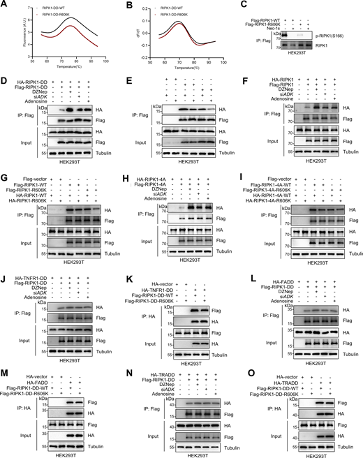 RIPK1 R606me2s suppresses DD-mediated RIPK1 dimerization and the formation of complex I and complex II to inhibit subsequent cell death. (A and B) Protein folding of RIPK1-DD-WT (50 µM) and RIPK1-DD-R606K (50 µM) was determined by the thermal shift assay. Data were collected in the presence of RIPK1-DD-WT or RIPK1-DD-R606K, leading to a rightward shift in the unfolding transition. The apparent melting temperature (Tm) is the peak in the derivative of the unfolding curve (dF/dT), which is used as an indicator of thermal stability. (C) HEK293T cells were transfected with expression vectors for Flag-RIPK1 WT or Flag-RIPK1-R606K in the presence or absence of Nec-1s (10 μM), respectively. The autophosphorylation of RIPK1 was determined with immunoblotting. (D) HEK293T cells were cotransfected with HA-tagged RIPK1-DD and Flag-tagged RIPK1-DD expression plasmids as indicated for 24 h. The cells were treated with DZNep (10 μM), siADK, or adenosine (1 mM). The interaction between Flag-tagged and HA-tagged proteins was determined with immunoprecipitation and immunoblotting. DD, death domain. (E) HEK293T cells were cotransfected with Flag-tagged RIPK1-DD, Flag-tagged RIPK1-DD-R606K, HA-tagged RIPK1-DD, and HA-tagged RIPK1-DD-R606K expression plasmids as indicated for 24 h. The interaction between Flag-tagged and HA-tagged proteins was determined with immunoprecipitation and immunoblotting. DD, death domain. (F) HEK293T cells were cotransfected with HA-tagged RIPK1 and Flag-tagged RIPK1 expression plasmids as indicated for 24 h. The cells were treated with DZNep (10 μM), siADK, or adenosine (1 mM). The interaction between Flag-tagged and HA-tagged proteins was determined with immunoprecipitation and immunoblotting. (G) HEK293T cells were cotransfected with Flag-tagged RIPK1, Flag-tagged RIPK1-R606K, HA-tagged RIPK1, and HA-tagged RIPK1-R606K expression plasmids as indicated for 24 h. The interaction between Flag-tagged and HA-tagged proteins was determined with immunoprecipitation and immunoblotting. (H) HEK293T cells were cotransfected with HA-tagged RIPK1-4A and Flag-tagged RIPK1-4A expression plasmids as indicated for 24 h. The cells were treated with DZNep (10 μM), siADK, or adenosine (1 mM). The interaction between Flag-tagged and HA-tagged proteins was determined with immunoprecipitation and immunoblotting. 4A, amino acid sequence of IQIG in RIPK1 RHIM was mutated to AAAA. (I) HEK293T cells were cotransfected with Flag-tagged RIPK1-4A, Flag-tagged RIPK1-4A-R606K, HA-tagged RIPK1-4A, and HA-tagged RIPK1-4A-R606K expression plasmids as indicated for 24 h. The cells were lysed with 0.5% Nonidet P-40 buffer and divided equally into two parts. The interaction between Flag-tagged and HA-tagged proteins was determined with immunoprecipitation and immunoblotting. 4A, amino acid sequence of IQIG in RIPK1 RHIM was mutated to AAAA. (J) HEK293T cells were cotransfected with Flag-RIPK1 expression plasmids along with HA-tagged TNFR1-DD expression plasmids for 24 h. The cells were treated with DZNep (10 μM), siADK, or adenosine (1 mM). The interaction between Flag-tagged and HA-tagged proteins was determined with immunoprecipitation and immunoblotting. (K) HEK293T cells were cotransfected with Flag-RIPK1-WT or Flag-RIPK1-R606K expression plasmids, as well as HA-tagged TNFR1-DD expression plasmids for 24 h. The interaction between Flag-tagged and HA-tagged proteins was determined with immunoprecipitation and immunoblotting. (L) HEK293T cells were cotransfected with Flag-RIPK1 expression plasmids along with HA-tagged FADD expression plasmids for 24 h. The cells were treated with DZNep (10 μM), siADK, or adenosine (1 mM). The interaction between Flag-tagged and HA-tagged proteins was determined with immunoprecipitation and immunoblotting. (M) HEK293T cells were cotransfected with Flag-RIPK1-WT or Flag-RIPK1-R606K expression plasmids, as well as HA-tagged FADD expression plasmids for 24 h. The interaction between Flag-tagged and HA-tagged proteins was determined with immunoprecipitation and immunoblotting. (N) HEK293T cells were cotransfected with Flag-RIPK1 expression plasmids along with HA-tagged TRADD expression plasmids for 24 h. The cells were treated with DZNep (10 μM), siADK, or adenosine (1 mM). The interaction between Flag-tagged and HA-tagged proteins was determined with immunoprecipitation and immunoblotting. (O) HEK293T cells were cotransfected with Flag-RIPK1-WT or Flag-RIPK1-R606K expression plasmids, as well as HA-tagged TRADD expression plasmids for 24 h. The interaction between Flag-tagged and HA-tagged proteins was determined with immunoprecipitation and immunoblotting. Data are representative of n = 3 independent experiments (A–O). Source data are available for this figure: SourceData F4. Refer to the image caption for details.