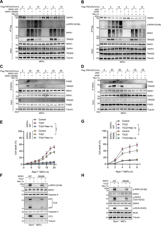 RIPK1 R606me2s suppresses RIPK1 kinase activation and the formation of complex I and complex II to inhibit subsequent cell death. (A and B) MEFs were reconstituted with WT or R606K mutant RIPK1 (A) or treated with negative control siRNAs or siRNAs targeting ADK (B). The cells were stimulated by Flag-TNFα (100 ng/ml) after pretreatment of 5z7 (500 nM) for 30 min. After stimulation for indicated periods, complex I was immunoprecipitated with Flag antibody. Relative levels of TNFR1, p-RIPK1 (S166), RIPK1, TRADD in complex I or whole-cell lysates were measured with immunoblotting. (C and D) MEFs were reconstituted with WT or R606K mutant RIPK1 (C) or treated with negative control siRNAs or siRNAs targeting ADK (D). The cells were stimulated by Flag-TNFα (10 ng/ml) after pretreatment of 5z7 (500 nM) for 30 min. After stimulation for indicated periods, RIPK1 was immunoprecipitated. Relative levels of RIPK1, FADD, TRADD in RIPK1 immunocomplex or whole-cell lysates were measured with immunoblotting. (E and F)Ripk1−/− MEFs were reconstituted with WT or R606K mutant Flag-RIPK1 by lentivirus. The cells were subsequently treated with 5z7 (500 nM)/TNFα (10 ng/ml) for the indicated time (E) or 12 h (F) in the presence or absence of Nec-1s (10 μM). Cell death was measured by the SYTOX Green positivity assay (E). The levels of p-RIPK1(S166), CC8, and CC3 were determined by immunoblotting (F). (G and H)Ripk1−/− MEFs were reconstituted with WT or R606K mutant Flag-RIPK1 by lentivirus. The cells were subsequently treated with CHX (C, 2 μg/ml) and zVAD.fmk (Z, 10 μM) for 0.5 h followed by 10 ng/ml TNFα (T) for the indicated time in the presence or absence of Nec-1s (10 μM). Cell death was measured by the SYTOX Green positivity assay (G). The levels of p-S166 RIPK1, p-T231/S232 RIPK3, and p-S345 MLKL were determined by immunoblotting (H). Data are represented as the mean ± SD (E and G). Data are representative of n = 3 independent experiments (A–H). Statistical significance was determined using two-way ANOVA with post hoc Bonferroni’s test (E and G). **P < 0.01; ***P < 0.001. Source data are available for this figure: SourceData F5.