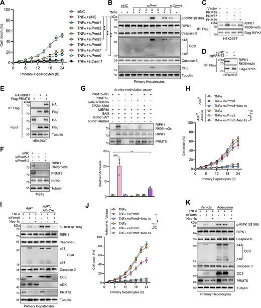 RIPK1 R606 symmetric dimethylation is catalyzed by arginine methyltransferase PRMT5. (A and B) Primary hepatocytes were transfected with siNC or siRNAs targeting PRMTs. The cells were treated with TNFα (10 ng/ml) for the indicated time (A) or 12 h (B). Cell death was measured by the SYTOX Green positivity assay (A). The levels of p-RIPK1(S166), CC8, and CC3 were determined by immunoblotting (B). (C) HEK293T cells were cotransfected with expression vectors for Flag-RIPK1, as well as PRMT5, PRMT7, or PRMT9. Flag-RIPK1 was immunoprecipitated using anti-Flag antibody, and R606me2s level was determined by immunoblotting. (D) HEK293T cells were transfected with expression vectors for Flag-RIPK1. Endogenous PRMT5 was deleted with the CRISPR/Cas9 system. Flag-RIPK1 was immunoprecipitated using anti-Flag antibody, and R606me2s level was determined by immunoblotting. (E) HEK293T cells were cotransfected with expression vectors for HA-RIPK1 and Flag-PRMT5. The interaction between HA-RIPK1 and Flag-PRMT5 was analyzed with immunoprecipitation and immunoblotting. (F) MEFs transfected with siNC or siPrmt5 were treated with TNFα (10 ng/ml) for 15 min. The levels of RIPK1 R606me2s and PRMT5 were determined by immunoblotting. (G) WT or R606K mutant RIPK1 was purified from PRMT5−/− HEK293T cells and was subjected to in vitro methylation assays for 1 h in the presence or absence of WT or G367A/R368A mutant PRMT5, EPZ015666, MEP50, SAM. The levels of RIPK1 R606me2s, PRMT5, and RIPK1 were determined by immunoblotting. The generation of SAH was analyzed via the MTase-Glo methyltransferase assay kit. (H and I) Primary hepatocytes from Adkf/f or Adkf/f;Alb-Cre mice were treated with TNFα (10 ng/ml) for the indicated time (H) or 12 h (I) with or without siPrmt5 in the presence or absence of Nec-1s (10 μM). Cell death was measured by the SYTOX Green positivity assay (H). The levels of p-RIPK1(S166), CC8, CC3, ADK, and PRMT5 were determined by immunoblotting (I). (J and K) Primary hepatocytes were treated with TNFα (10 ng/ml) for the indicated time (J) or 12 h (K) with or without siPrmt5 in the presence or absence of adenosine (1 mM) or Nec-1s (10 μM). Cell death was measured by the SYTOX Green positivity assay (J). The levels of p-RIPK1(S166), CC8, CC3, and PRMT5 were determined by immunoblotting (K). Data are represented as the mean ± SD (A, G, H, and J). Data are representative of n = 3 independent experiments (A–K). Statistical significance was determined using two-way ANOVA with post hoc Bonferroni’s test (A, H, and J) or one-way ANOVA with post hoc Dunnett’s test (G). **P < 0.01; ***P < 0.001. Source data are available for this figure: SourceData F6.
