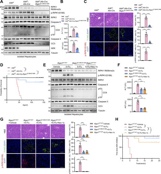 ADK deficiency results in spontaneous RIPK1-driven liver damage. (A–D)Adkf/f, Adkf/f;Alb-Cre, or Adkf/f;Alb-Cre;Ripk1D138N/D138N mice were analyzed. In the unstressed conditions at the age of 7 wk, the levels of p-RIPK1(S166), CC8, CC3, and ADK in hepatocytes isolated from the livers were determined by immunoblotting (A); liver H&E staining, TUNEL staining, and p-RIPK1(S166) immunostaining were performed (B); serum ALT/AST detection (C) was performed. Scale bar: 100 μm. The survival time of mice of different genotypes was analyzed (D). (E–H) Vehicle, 5-ITu (100 mg/kg), and Nec-1s (20 mg/kg) were intraperitoneally injected to 8-wk-old Ripk1WT/WT or Ripk1D138N/D138N mice every day. 72 h after the first injection, the levels of p-RIPK1(S166), CC8, CC3, and ADK in hepatocytes isolated from the livers were determined by immunoblotting (E); serum ALT/AST detection was performed (F); liver H&E staining, TUNEL staining, and p-RIPK1(S166) immunostaining were performed (G). Scale bar: 100 μm. The survival time of mice of different treatments was analyzed (H). Data are represented as the mean ± SD (B, C, F, and G). Data are representative of n = 3 independent experiments (A–H). Statistical significance was determined using one-way ANOVA with post hoc Dunnett’s test (B, C, F, and G) or two-sided log-rank test (D and H). ***P < 0.001. Source data are available for this figure: SourceData F7.