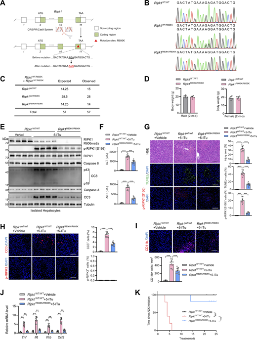 RIPK1 R606K mutation protects mice against ADK inhibition–induced RIPK1-driven liver injury. (A and B) Illustration of the generation of Ripk1R606K/R606K mice (A) and the genotype as determined by Sanger sequencing (B) are shown. (C) Number of offspring from intercrossing of Ripk1WT/R606K mice. (D) Body weight of male and female mice of Ripk1WT/WT or Ripk1R606K/R606K genotypes at the age of 2 mo. (E–K) Vehicle or 5-ITu (100 mg/kg) was intraperitoneally injected to Ripk1WT/WT or Ripk1R606K/R606K mice every day. 72 h after the first injection, the levels of p-RIPK1(S166), CC8, CC3, and ADK in hepatocytes isolated from the livers were determined by immunoblotting (E); serum ALT/AST detection was performed (F); liver H&E staining, TUNEL staining, and p-RIPK1(S166) immunostaining were performed (G); liver CC3 and p-RIPK3 immunostaining (H) and CD11b immunostaining (I) were conducted; mRNA levels of Tnf, Il6, Il1β, Ccl2 (J) were analyzed. The survival time of mice of different groups was analyzed (K). Scale bar: 100 μm (G–I). Data are represented as the mean ± SD (D and F–J). Data are representative of n = 3 independent experiments (A–K). Statistical significance was determined using two-tailed unpaired Student’s t test (D), one-way ANOVA with post hoc Dunnett’s test (F–I), two-way ANOVA with post hoc Bonferroni’s test (J), or log-rank test (K). **P < 0.01; ***P < 0.001. Source data are available for this figure: SourceData F9. Refer to the image caption for details.