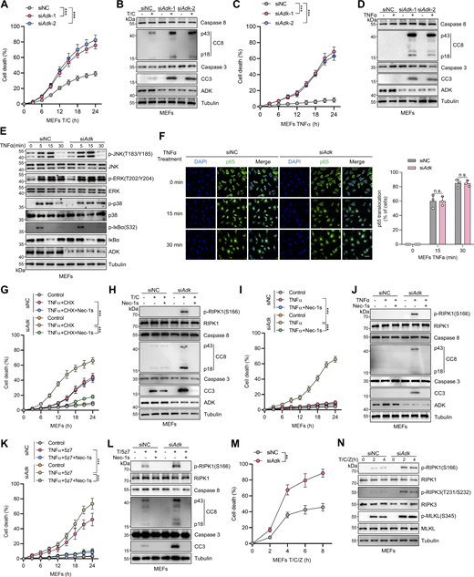 ADK inhibits RIPK1 kinase–driven cell death induced by TNFα. (A and B) MEFs transfected with siNC or siAdk were treated with CHX (1 μM)/TNFα (10 ng/ml) for the indicated time (A) or 12 h (B). Cell death was measured by the SYTOX Green positivity assay (A). The levels of CC8, CC3, and ADK were determined by immunoblotting (B). (C and D) MEFs transfected with siNC or siAdk were treated with TNFα (10 ng/ml) for the indicated time (C) or 12 h (D). Cell death was measured by the SYTOX Green positivity assay (C). The levels of CC8, CC3, and ADK were determined by immunoblotting (D). (E) MEFs transfected with siNC or siAdk were treated with TNFα (10 ng/ml) for the specified durations (min). Activation of MAPK or NF-κB pathways was analyzed with immunoblotting. (F) MEFs transfected with siNC or siAdk were treated with TNFα (10 ng/ml) for the specified durations. Then, the p65 nucleus translocation level of MEFs was detected by immunofluorescence. Scale bar: 20 μm. (G and H) MEFs transfected with siNC or siAdk were treated with CHX (1 μM)/TNFα (10 ng/ml) for the indicated time (G) or 12 h (H) in the presence or absence of Nec-1s (10 μM). Cell death was measured by the SYTOX Green positivity assay (G). The levels of p-RIPK1(S166), CC8, CC3, and ADK were determined by immunoblotting (H). (I and J) MEFs transfected with siNC or siAdk were treated with TNFα (10 ng/ml) for the indicated time (I) or 12 h (J) in the presence or absence of Nec-1s (10 μM). Cell death was measured by the SYTOX Green positivity assay (I). The levels of p-RIPK1(S166), CC8, CC3, and ADK were determined by immunoblotting (J). (K and L) MEFs transfected with siNC or siAdk were treated with 5z7 (500 nM)/TNFα (10 ng/ml) for the indicated time (K) or 12 h (L) in the presence or absence of Nec-1s (10 μM). Cell death was measured by the SYTOX Green positivity assay (K). The levels of p-RIPK1(S166), CC8, and CC3 were determined by immunoblotting (L). (M and N) MEFs transfected with siNC or siAdk were treated with CHX (2 μg/ml) and zVAD.fmk (Z, 10 μM) for 0.5 h followed by 10 ng/ml TNFα for the indicated time. Cell death was measured by the SYTOX Green positivity assay (M). The levels of p-S166 RIPK1, p-T231/S232 RIPK3, and p-S345 MLKL were determined by immunoblotting (N). Data are represented as the mean ± SD (A, C, F, G, I, K, and M). Data are representative of n = 3 independent experiments (A–N). Statistical significance was determined using two-way ANOVA with post hoc Bonferroni’s test (A, C, F, G, I, K, and M). **P < 0.01; ***P < 0.001. Source data are available for this figure: SourceData FS1.