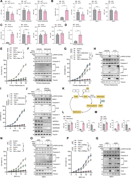 Adenosine is indispensable for ADK in regulating TNFα-induced cell death. (A) Primary hepatocytes were isolated from Adkf/f or Adkf/f;Alb-Cre mice. Intracellular ATP, ADP, and AMP levels were measured. (B) MEFs were transfected with siNC or siAdk. Intracellular adenosine, ATP, ADP, and AMP levels were measured. (C) MEFs were treated with vehicle or adenosine (1 mM). After 1 h, intracellular adenosine, ATP, ADP, and AMP levels were measured. (D) Primary hepatocytes were isolated from WT mice and were treated with vehicle or adenosine (1 mM). After 1 h, intracellular adenosine level was measured. (E and F) Primary hepatocytes were treated with TNFα (10 ng/ml) for the indicated time (E) or 12 h (F) in the presence or absence of adenosine (1 mM) or Nec-1s (10 μM). Cell death was measured by the SYTOX Green positivity assay (E). The levels of p-RIPK1(S166), CC8, and CC3 were determined by immunoblotting (F). (G and H) Primary hepatocytes were treated with TNFα (10 ng/ml) for the indicated time (G) or 12 h (H) in the presence or absence of 5-ITu (20 μM) or adenosine (1 mM). Cell death was measured by the SYTOX Green positivity assay (G). The levels of p-RIPK1(S166), CC8, and CC3 were determined by immunoblotting (H). (I and J) MEFs transfected with siNC or siAdora1/2a/2b/3 were treated with TNFα (10 ng/ml) for the indicated time (I) or 12 h (J) in the presence or absence of adenosine (1 mM). Cell death was measured by the SYTOX Green positivity assay (I). The levels of p-RIPK1(S166), CC8, CC3, and adenosine receptors were determined by immunoblotting (J). (K) Schematic diagram of ADK in the regulation of the methionine cycle. (L) MEFs were treated with vehicle or adenosine (1 mM). After 1 h, intracellular SAM and SAH were measured and their ratio was calculated. (M) MEFs were transfected with siNC or siAdk. Intracellular SAM and SAH were measured, and their ratio was calculated. (N and O) MEFs transfected with siNC or siAdk were treated with TNFα (10 ng/ml) for the indicated time (N) or 12 h (O) in the presence or absence of SAM (100 μM). Cell death was measured by the SYTOX Green positivity assay (N). The levels of p-RIPK1(S166), CC8, CC3, and ADK were determined by immunoblotting (O). (P and Q) MEFs transfected with siNC or siAdk were treated with TNFα (10 ng/ml) for the indicated time (P) or 12 h (Q) in the presence or absence of DZNep (10 μM). Cell death was measured by the SYTOX Green positivity assay (P). The levels of p-RIPK1(S166), CC8, CC3, and ADK were determined by immunoblotting (Q). Data are represented as mean ± SD (A–E, G, I, L, M, N, and P). Data are representative of n = 3 independent experiments (A–Q). Statistical significance was determined using unpaired two-tailed Student’s t test (A–D, L, and M) or two-way ANOVA with post hoc Bonferroni’s test (E, G, I, N, and P). *P < 0.05; **P < 0.01; ***P < 0.001. Source data are available for this figure: SourceData FS2.