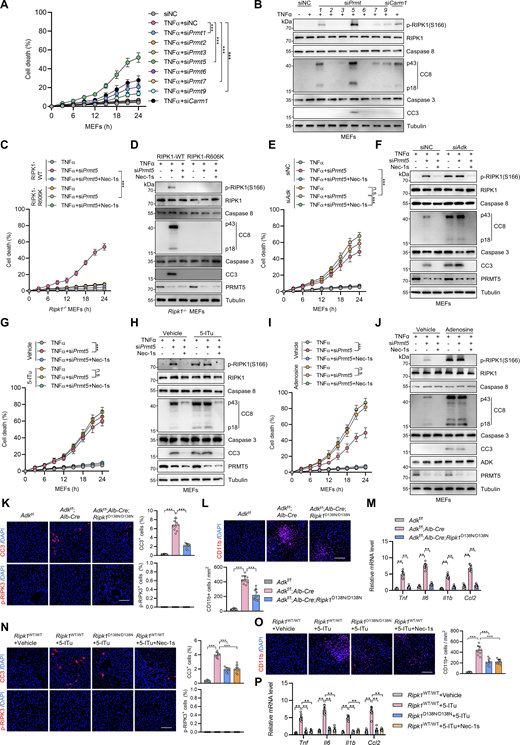 Symmetric dimethylation of RIPK1 R606 is catalyzed by the arginine methyltransferase PRMT5. (A and B) MEFs were transfected with siNC or siRNAs targeting PRMTs. The cells were treated with TNFα (10 ng/ml) for the indicated time (A) or 12 h (B). Cell death was measured by the SYTOX Green positivity assay (A). The levels of p-RIPK1(S166), CC8, and CC3 were determined by immunoblotting (B). (C and D)Ripk1−/− MEFs were reconstituted with WT or R606K mutant Flag-RIPK1 by lentivirus. The cells were transfected with siPrmt5 and were subsequently treated with TNFα (10 ng/ml) for the indicated time (C) or 12 h (D) in the presence or absence of Nec-1s (10 μM). Cell death was measured by the SYTOX Green positivity assay (C). The levels of p-RIPK1(S166), CC8, CC3, and PRMT5 were determined by immunoblotting (D). (E and F) MEFs transfected with siNC or siAdk or siPrmt5 were treated with TNFα (10 ng/ml) for the indicated time (E) or 12 h (F) in the presence or absence of Nec-1s (10 μM). Cell death was measured by the SYTOX Green positivity assay (E). The levels of p-RIPK1(S166), CC8, CC3, and PRMT5 were determined by immunoblotting (F). (G and H) MEFs transfected with siNC or siPrmt5 were treated with TNFα (10 ng/ml) for the indicated time (G) or 12 h (H) in the presence or absence of 5-ITu (20 μM) or Nec-1s (10 μM). Cell death was measured by the SYTOX Green positivity assay (G). The levels of p-RIPK1(S166), CC8, CC3, and PRMT5 were determined by immunoblotting (H). (I and J) MEFs transfected with siNC or siPrmt5 were treated with TNFα (10 ng/ml) for the indicated time (I) or 12 h (J) in the presence or absence of adenosine (1 mM) or Nec-1s (10 μM). Cell death was measured by the SYTOX Green positivity assay (I). The levels of p-RIPK1(S166), CC8, CC3, ADK, and PRMT5 were determined by immunoblotting (J). (K–M)Adkf/f, Adkf/f;Alb-Cre, or Adkf/f;Alb-Cre;Ripk1D138N/D138N mice were analyzed. In the unstressed conditions at the age of 7 wk, liver CC3 and p-RIPK3 immunostaining (K), and CD11b immunostaining (L) were conducted; mRNA levels of Tnf, Il6, Il1β, and Ccl2 (M) were analyzed. Scale bar: 100 μm (K and L). (N–P) Vehicle, 5-ITu (100 mg/kg), and Nec-1s (20 mg/kg) were intraperitoneally injected to WT or Ripk1D138N/D138N mice every day. 72 h after the first injection, liver CC3 and p-RIPK3 immunostaining (N) and CD11b immunostaining (O) were conducted; mRNA levels of Tnf, Il6, Il1β, and Ccl2 (P) were analyzed. Scale bar: 100 μm (N and O). Data are represented as the mean ± SD (A, C, E, G, I, and K–P). Data are representative of n = 3 independent experiments (A–P). Statistical significance was determined using two-way ANOVA with post hoc Bonferroni’s test (A, C, E, G, I, M, and P) or one-way ANOVA with post hoc Dunnett’s test (K, L, N, and O). **P < 0.01; ***P < 0.001. Source data are available for this figure: SourceData FS3. Refer to the image caption for details.