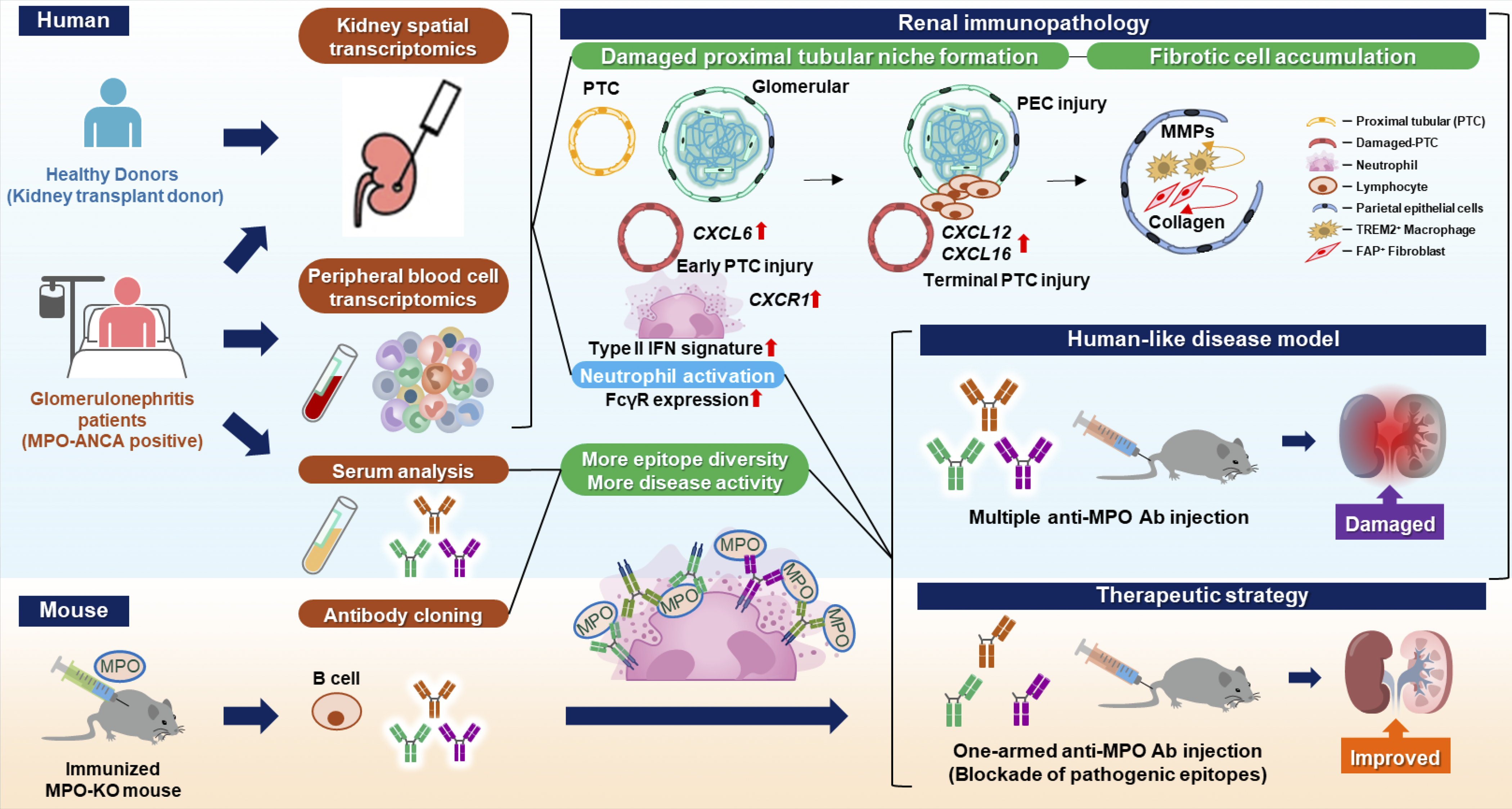 Curbing the Neutrophil Surge: New Treatment Offers Hope for Autoimmune Diseases Curbing the Neutrophil Surge: New Treatment Offers Hope for Autoimmune Diseases