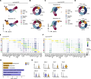 Molecular characterization of lymph node FRCs and VSMCs. (A and B) scRNA-seq data of VSMCs and FRCs from peripheral and mesenteric lymph nodes of 8-wk-old Ccl19-iEYFP mice. (A) UMAP representation split by lymph node location and colored by subset identity. (B) Relative abundance of FRC subsets and VSMCs in peripheral and mesenteric murine lymph nodes of Ccl19-iEYFP mice. (C and D) scRNA-seq data of VSMCs and FRCs from peripheral and mesenteric lymph nodes of 8-wk-old Cxcl13-EYFP mice. (C) UMAP representation split by lymph node location and colored by subset identity. (D) Relative abundance of FRC subsets and VSMCs in peripheral and mesenteric murine lymph nodes of Cxcl13-EYFP mice. (E) Dot plot indicating the average expression of signature genes across VSMCs and FRC subsets in lymph nodes of Ccl19-iEYFP mice. (F) Dot plot indicating the average expression of signature genes across VSMCs and FRC subsets in lymph nodes of Cxcl13-EYFP mice. (G and H) Differentially expressed gene analysis between FRCs and VSMCs isolated from peripheral and mesenteric lymph nodes. (G) Enriched gene sets based on differentially expressed genes in peripheral and mesenteric lymph nodes. (H) Violin plots showing gene expression profiles of selected differentially expressed genes. Lymph node scRNA-seq data of Ccl19-iEYFP mice are representative of n = 15 mice from four independent experiments; 52,188 cells in total. Lymph node scRNA-seq data of Cxcl13-EYFP mice are representative of n = 10 mice from two independent experiments; 22,288 cells in total.