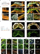 Characterization of Ccl19-iEYFP+progenitors in lymph node anlagen and cell fate analysis in peripheral and mesenteric lymph nodes. (A) Schematic representation for the analysis of inguinal and mesenteric lymph node anlagen from Ccl19-iEYFP embryos at the indicated time points. (B–D) Whole-mount confocal microscopy analysis of mesenteric lymph node anlagen from Ccl19-iEYFP+ embryos at E15 (B), E16 (C), and E18 (D). Boxed areas indicate regions of higher magnification. Arrows and arrowheads indicate the localization of Ccl19-tTA+ cells. High-resolution images are representative for three inguinal and three mesenteric lymph node anlagen from three independent experiments. Scale bars: 80 and 40 µm (B), 150 µm (C, upper panels) and 15 µm (C, lower panels), and 200 µm (D, upper panels) and 15 µm (D, lower panels). (E) Schematic of cell fate analysis of inguinal and mesenteric lymph nodes from Ccl19-iEYFP+ mice. (F and G) Fate-mapping analysis of EYFP+ cells in inguinal (F) and mesenteric (G) lymph nodes harvested from adult Ccl19-iEYFP+ mice after Dox administration starting at E18. Microscopy images are representative for three inguinal and three mesenteric lymph nodes from three independent experiments. Scale bars: 200 µm (F) and 1,000 µm (G). (H) Localization and appearance of FRC subsets and VSMCs in cross sections of mesenteric lymph nodes. High-resolution microscopy images are representative for three mesenteric lymph nodes from three independent experiments. Scale bar: 20 µm (H). Figure was complemented with elements from https://BioRender.com.