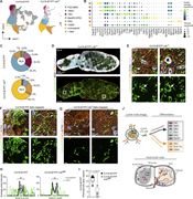 Molecular characterization of Ltbr-deficient FRCs in murine lymph nodes. (A–C) scRNA-seq data of FRCs and VSMCs from mesenteric lymph nodes of Ccl19-iEYFP and Ccl19-iEYFP Ltbrfl/fl mice. (A) UMAP representation colored according to cluster identity. (B) Dot plot showing the average expression of signature genes in VSMCs and FRC subsets of EYFP+ cells isolated from mesenteric lymph nodes of Ccl19-iEYFP and Ccl19-iEYFP Ltbrfl/fl mice. (C) Pie chart showing the relative abundance of FRC subsets and VSMCs in mesenteric lymph nodes from Ccl19-iEYFP and Ccl19-iEYFP Ltbrfl/fl mice. (D and E) Confocal microscopy images showing cross sections of mesenteric lymph nodes from Ccl19-iEYFP Ltbrfl/fl mice. Boxed areas indicate regions of higher magnification. Arrows indicate appearance of Ccl19-tTA+ cells in perivascular areas. Microscopy images are representative for three mesenteric lymph nodes from three independent experiments. Scale bars: 500 µm (D) and 30 µm (E). (F and G) Fate analysis of EYFP+ cells in mesenteric lymph nodes harvested from adult Ccl19-iEYFP+ (F) and Ccl19-iEYFP Ltbrfl/fl (G) mice after Dox administration from E18. Microscopy images are representative for four mesenteric lymph nodes per condition from three independent experiments. Scale bars: 40 µm (F–G). (H and I) Quantification of perivascular Ccl19-iEYFP+ cells using histology of cross sections from mesenteric lymph nodes of fate mapped Ccl19-iEYFP and Ccl19-iEYFP Ltbrfl/fl mice. (H) Average pixel intensity of Ccl19-iEYFP signal with distance from CD31+ blood vessels (BV). (I) Quantification of perivascular grey values of EYFP signal in Ccl19-iEYFP and Ccl19-iEYFP Ltbrfl/fl mice. Data are representative of four mesenteric lymph nodes from three independent experiments (H and I). (J) Schematic depiction of differentiation trajectories of CCL19-expressing LTo cells in murine lymph nodes. Figure was complemented with elements from https://BioRender.com.