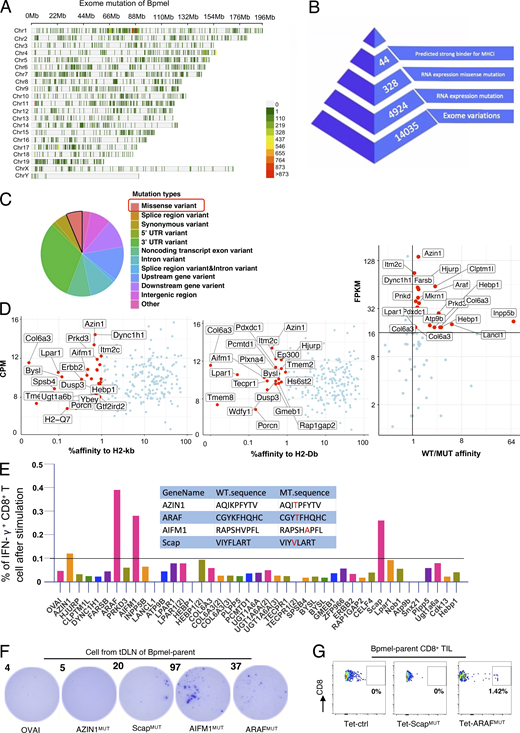 Identification of neoantigens of Bpmel. (A) Distribution of exome mutations at the chromosomal level in Bpmel. Colors indicate the number of mutations. This WES analysis identified 14,035 exomic mutations. (B) Workflow for the identification of Bpmel neoantigens. The numbers of peptide candidates screened at each step are shown. (C) Mutation types of Bpmel, as identified through WES analysis. At the RNA level, 328 missense variants were identified in 4,934 genes. (D) The 328 epitopes generated by missense mutation were screened based on their predicted affinities for H2-Kb and H2-Db. The top 1% of the affinity ranking was selected as high-affinity peptides (left and center). Candidates were further selected based on the ratio of affinity before and after mutation and on fragments per kb of transcript per million mapped reads (FPKM) (right). This screening identified 44 candidates (detailed sequences are listed in Table S3). (E) The 44 selected peptides were synthesized for the in vitro T cell screening assay. CD8+ T cells were isolated from the DLNs of Bpmel-bearing mice and stimulated with the indicated peptides (5 µg/ml) for 8 h. The percentage of IFN-γ–releasing CD8+ T cells was evaluated using IFN-γ–catching assays. Four WT and mutant peptide sequences that induced IFN-γ secretion are shown (center). (F) DLN single cells were stimulated with the indicated peptides (5 µg/ml) for 8 h. IFN-γ secretion was detected using the ELISpot assay. OVAI was used as a negative control. Dot numbers are shown. All four candidates except AZIN1MUT promoted CD8+ T cell release of IFN-γ. (G) Control tetramers (Tet-ctrl), ScapMUT, and ARAFMUT tetramers (the AIFMMUT MHC tetramer could not be constructed) were used to stain CD8+ TILs. Here, 0.17–3.03% of ARAFMUT-specific CD8+ T cells were detected in the CD8+ TILs of all Bpmel-bearing mice (n = 5 per group). Representative images are shown.